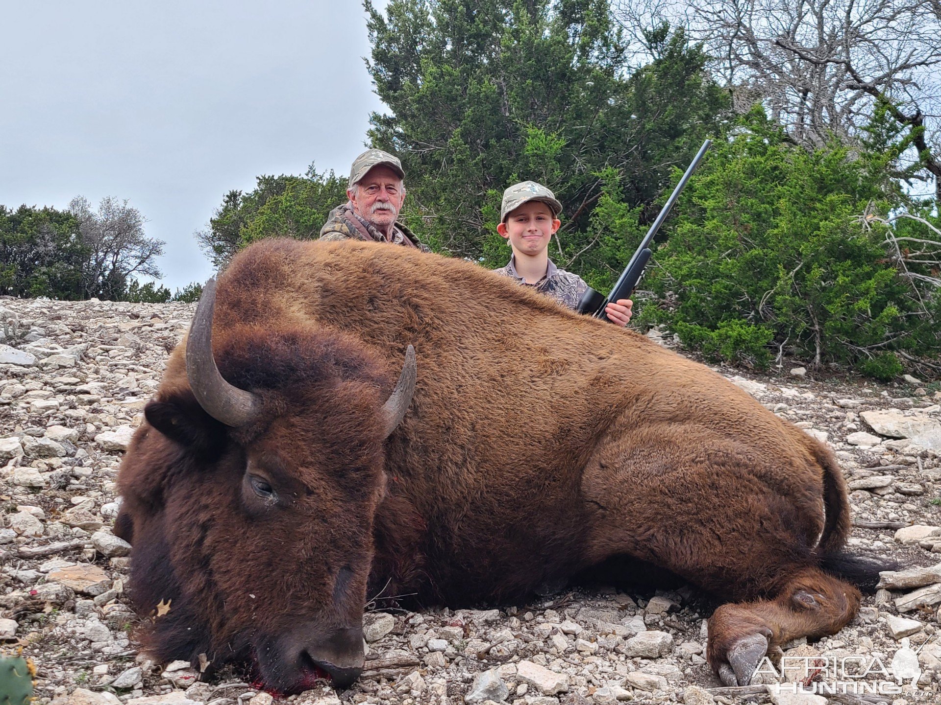 Bison Cow Hunt