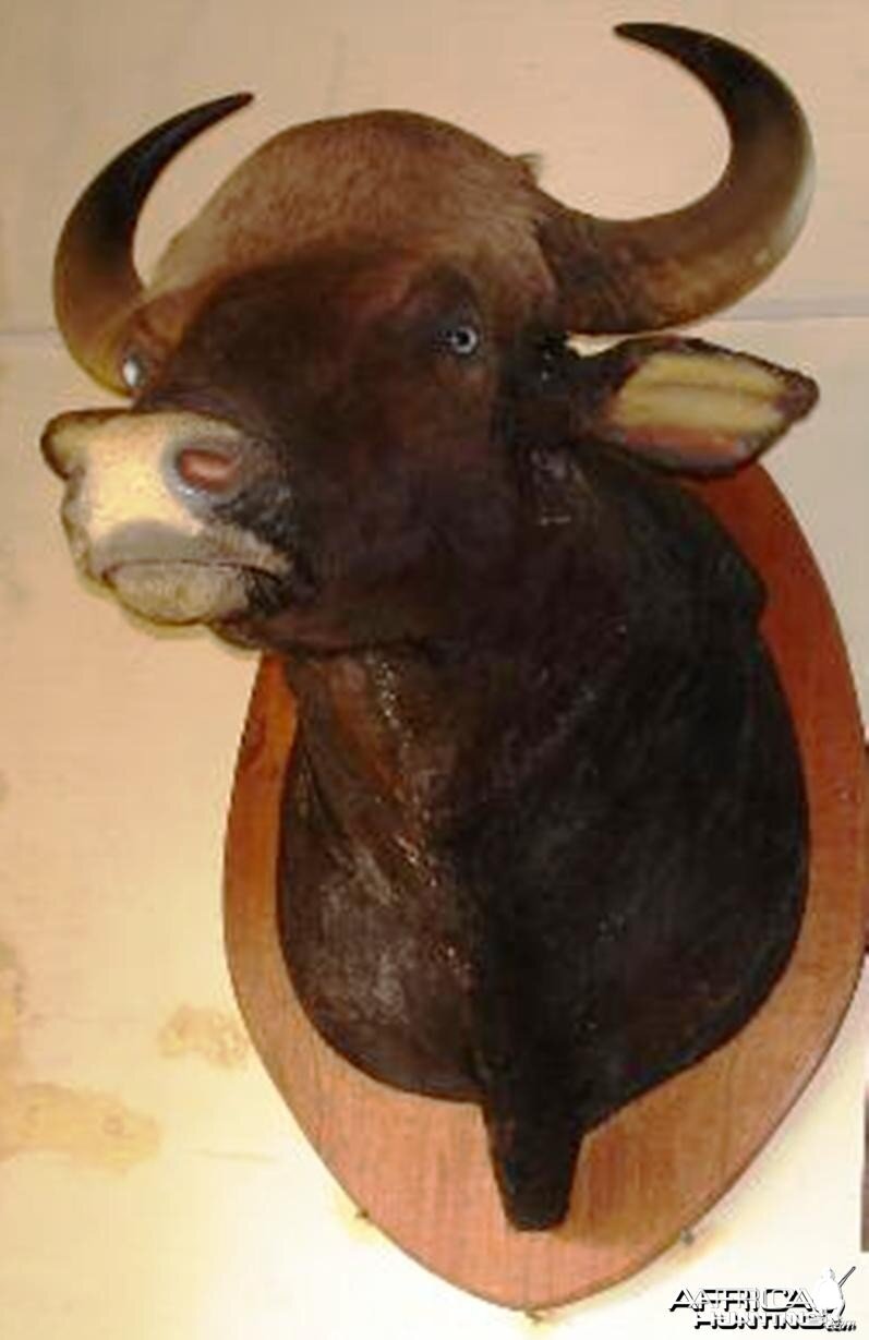 Bison GAUR trophies