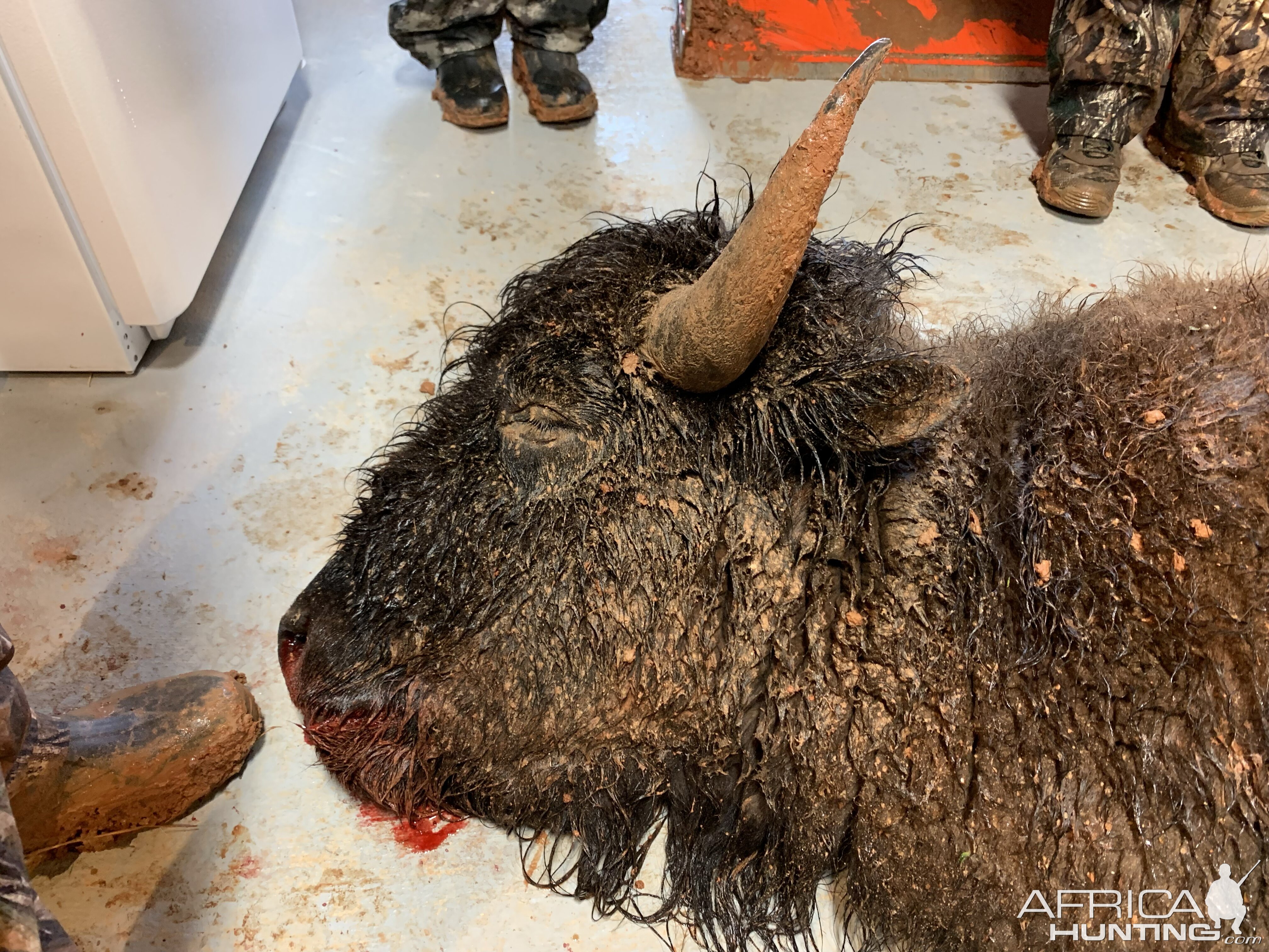 Bison Hunt Texas USA