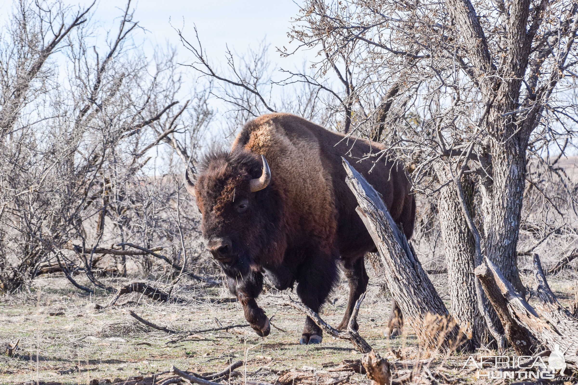 Bison In Texas USA