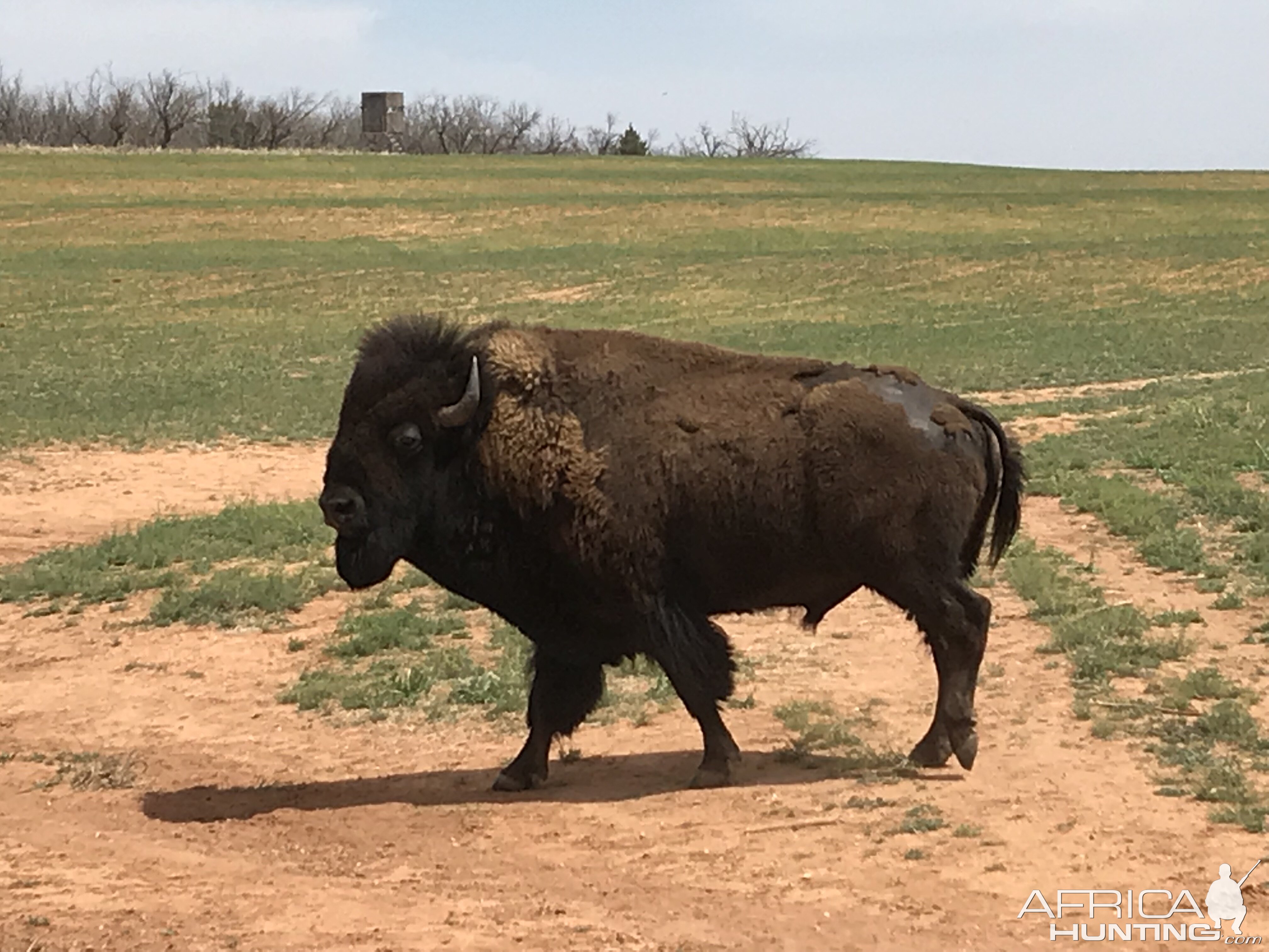 Bison in Texas USA