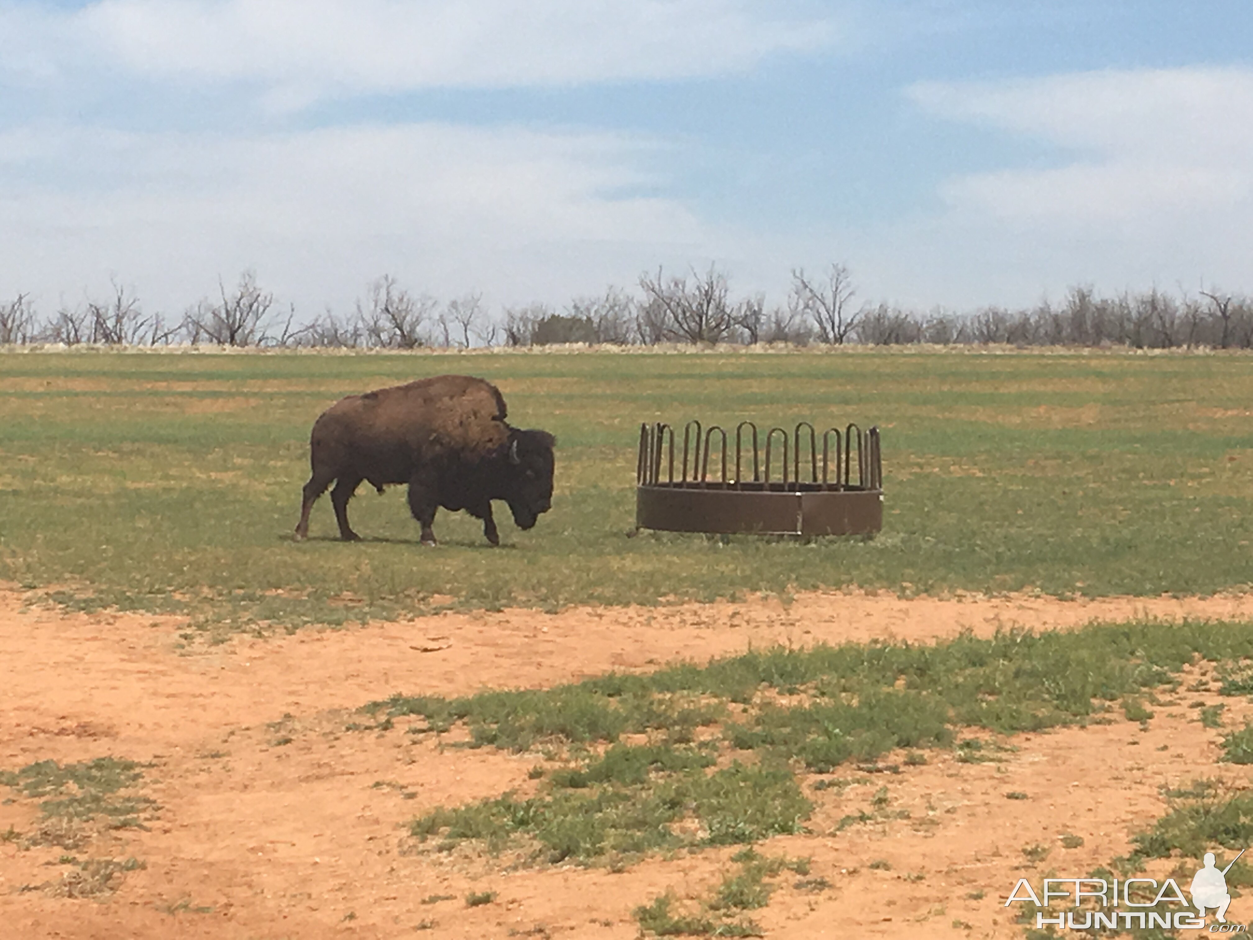 Bison in Texas USA