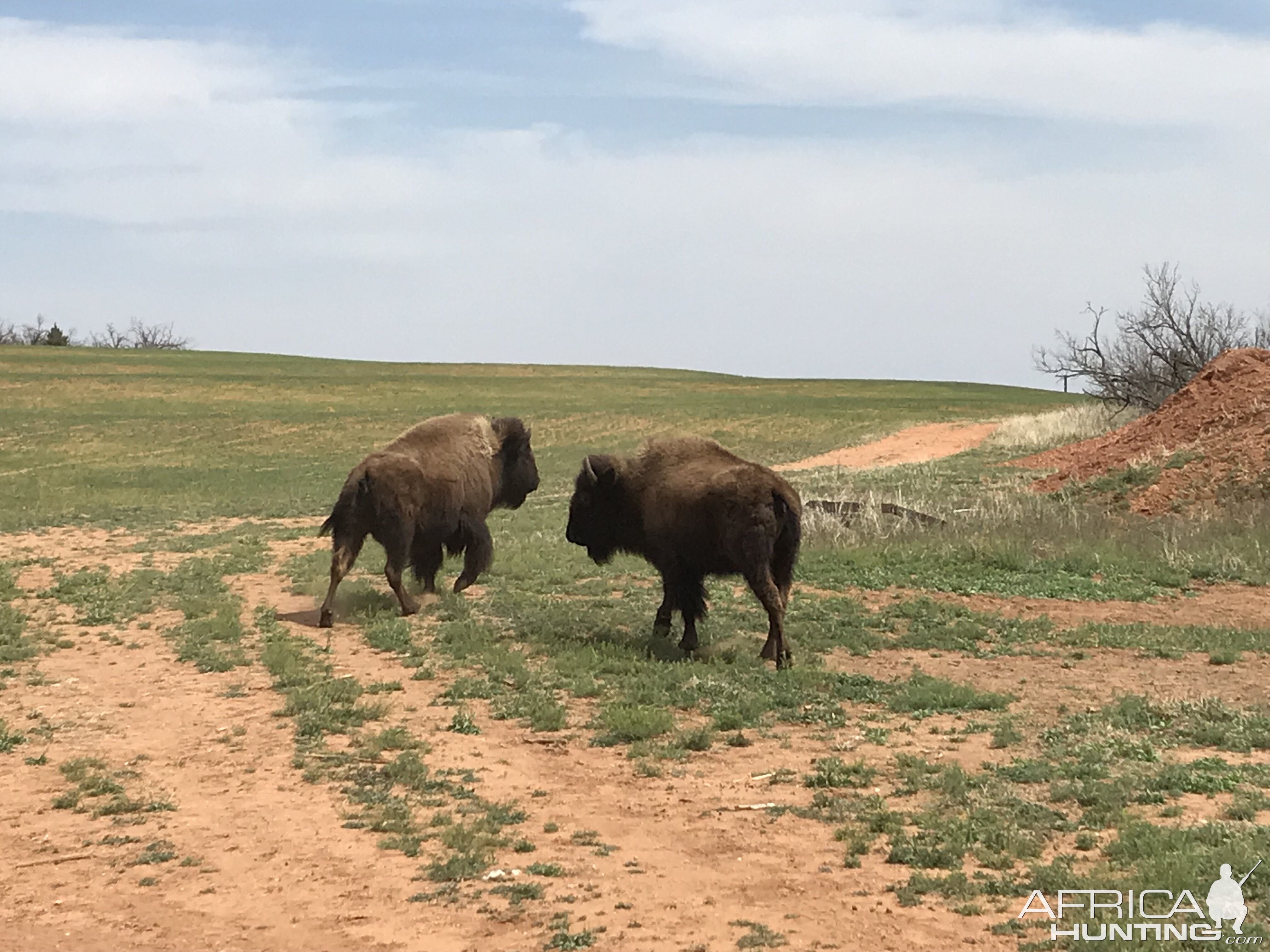 Bison in Texas USA