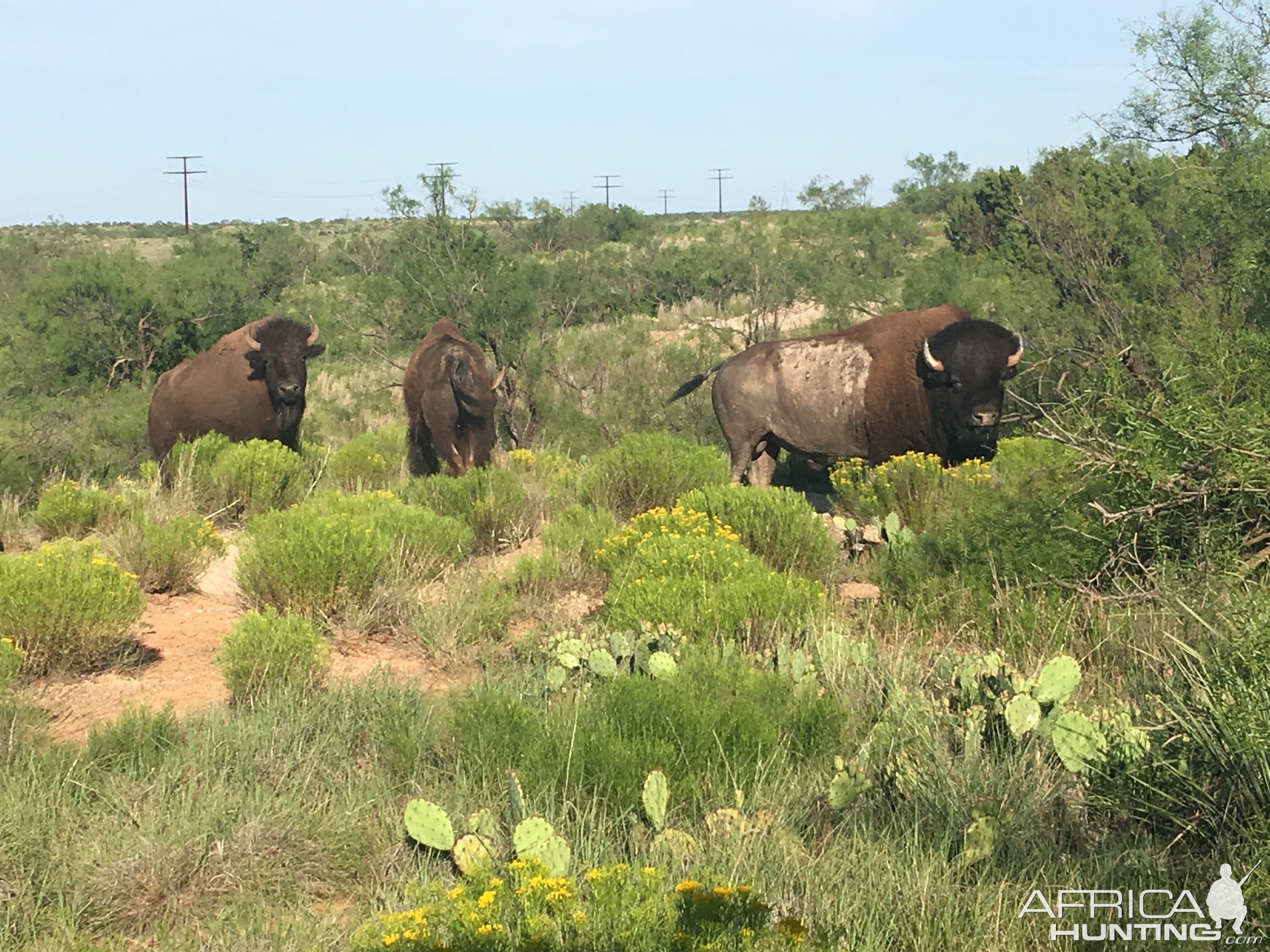 Bison in Texas USA