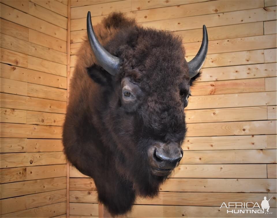 Bison Shoulder Mount Taxidermy | AfricaHunting.com