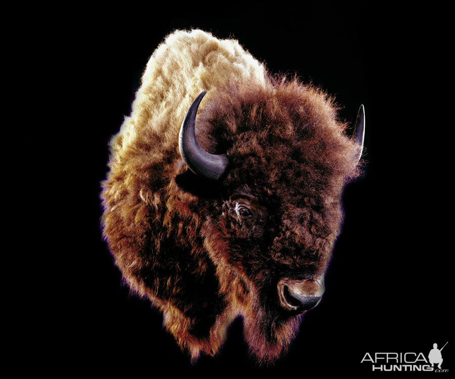 Bison Shoulder Mount Taxidermy