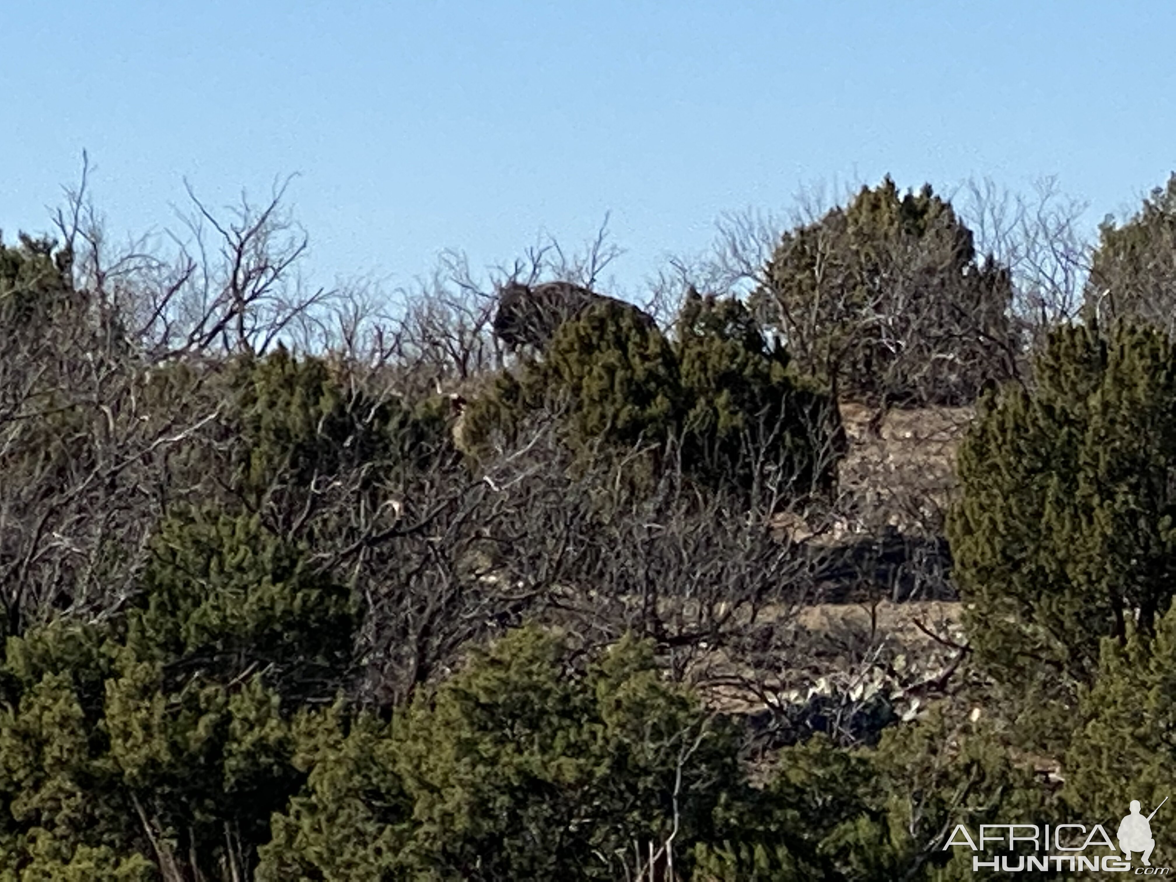 Bison Texas USA