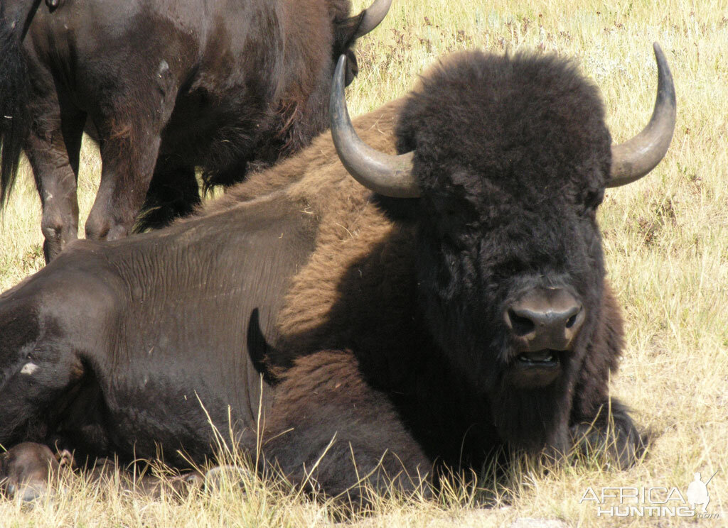 Bison, USA