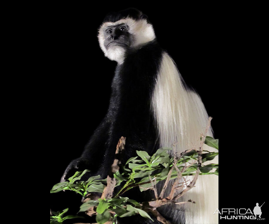 Black-and-white Colobus Monkey Full Mount Taxidermy