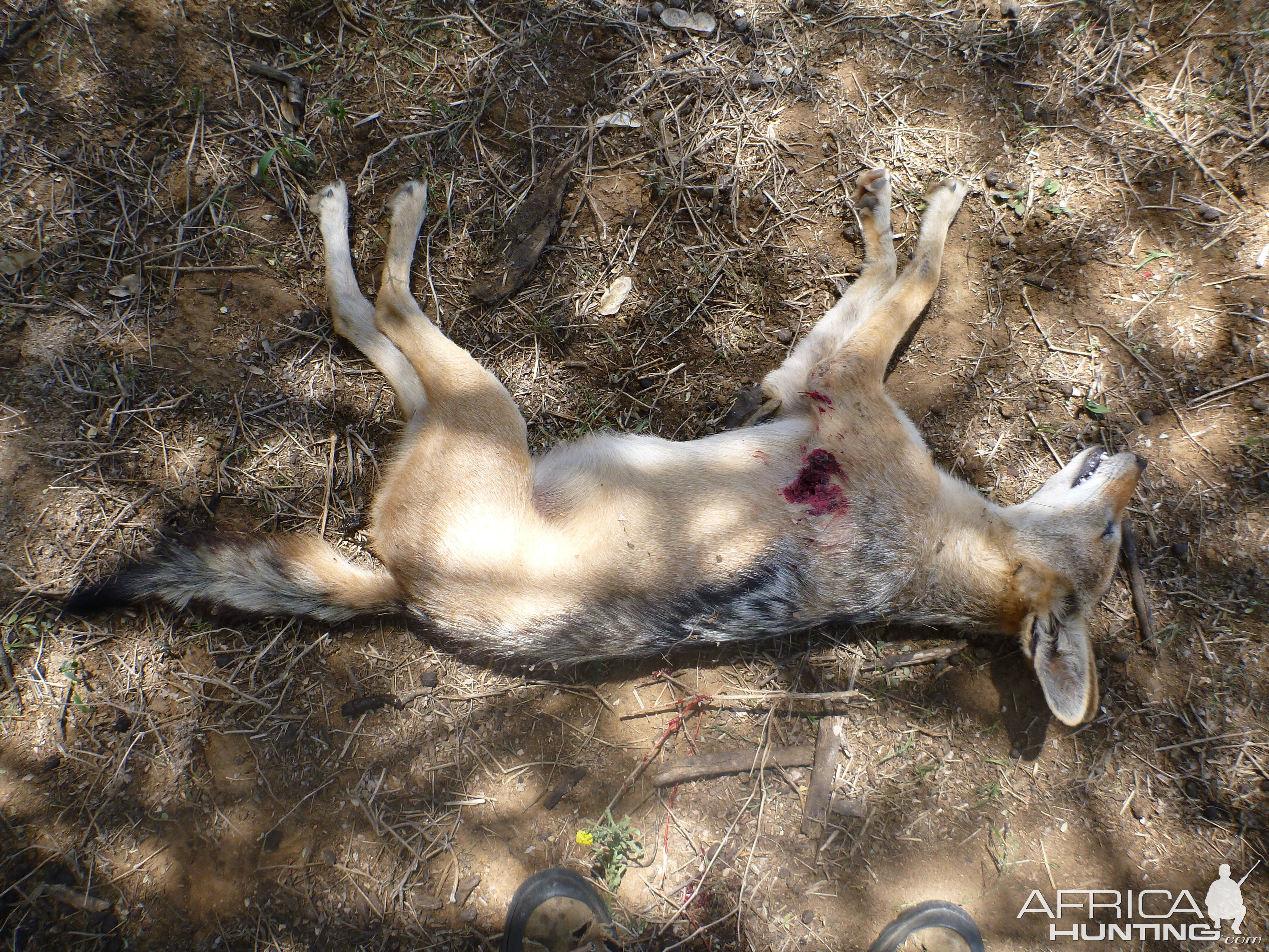 Black-backed Jackal Namibia