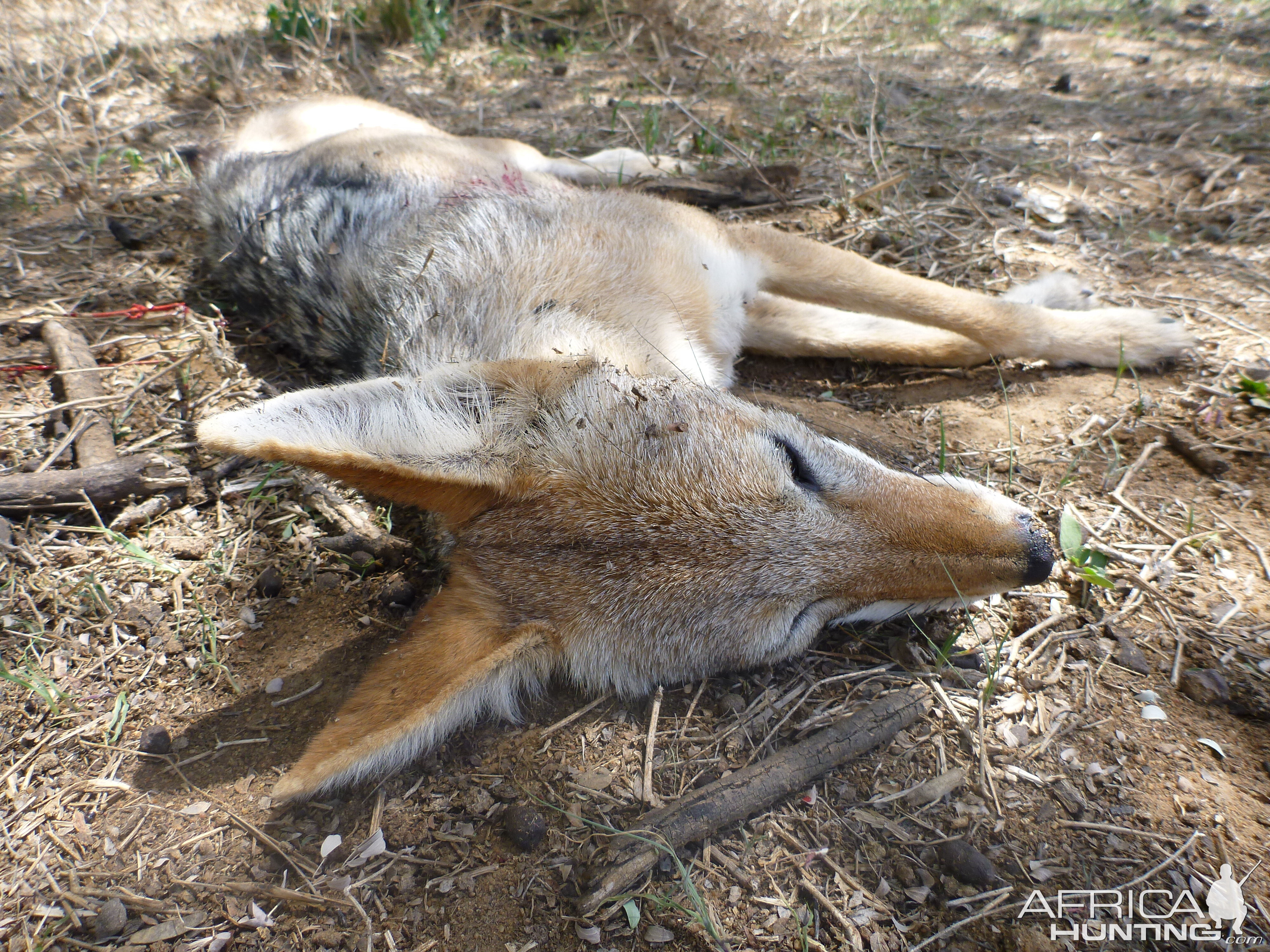 Black-backed Jackal Namibia