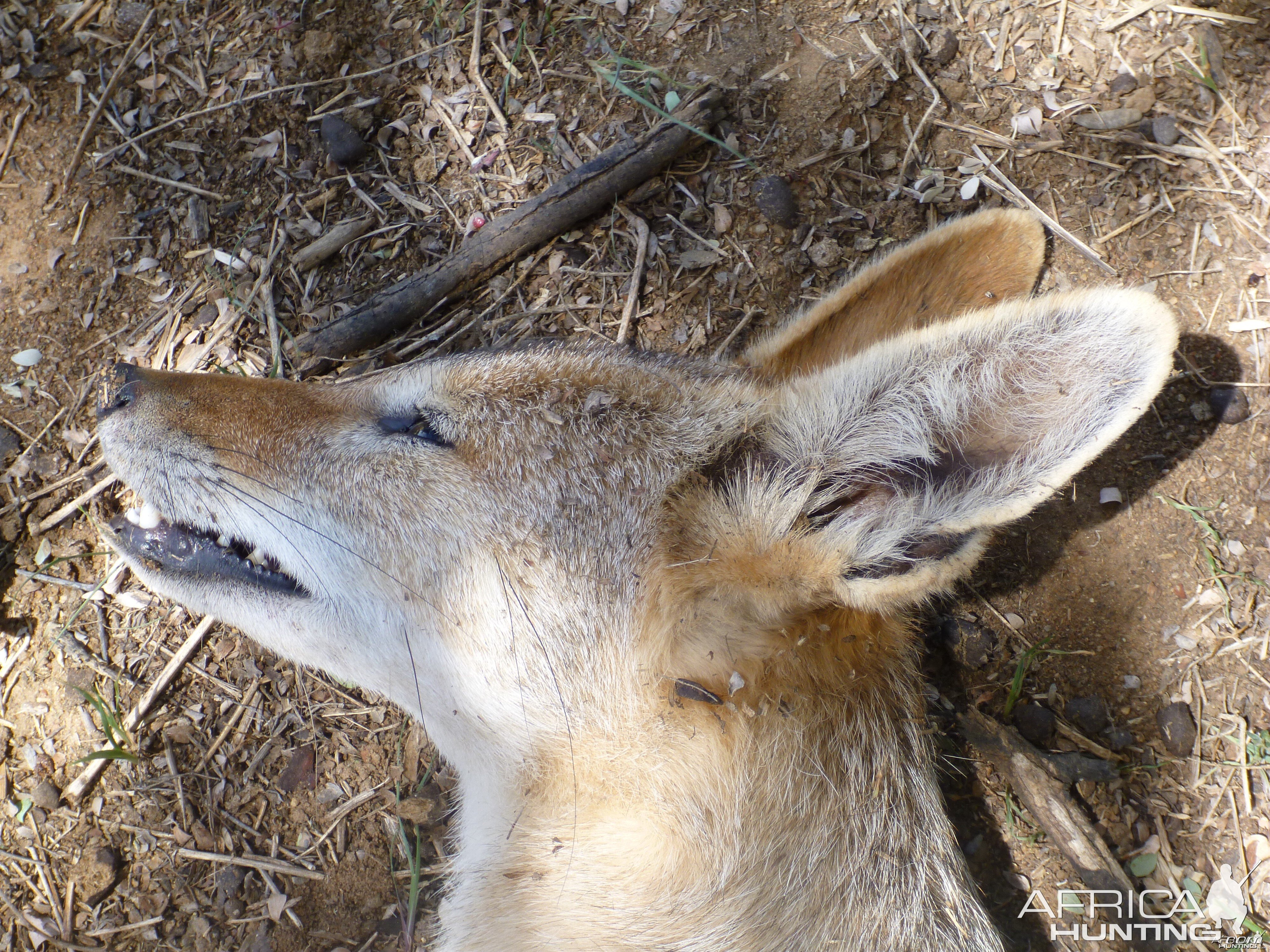 Black-backed Jackal Namibia