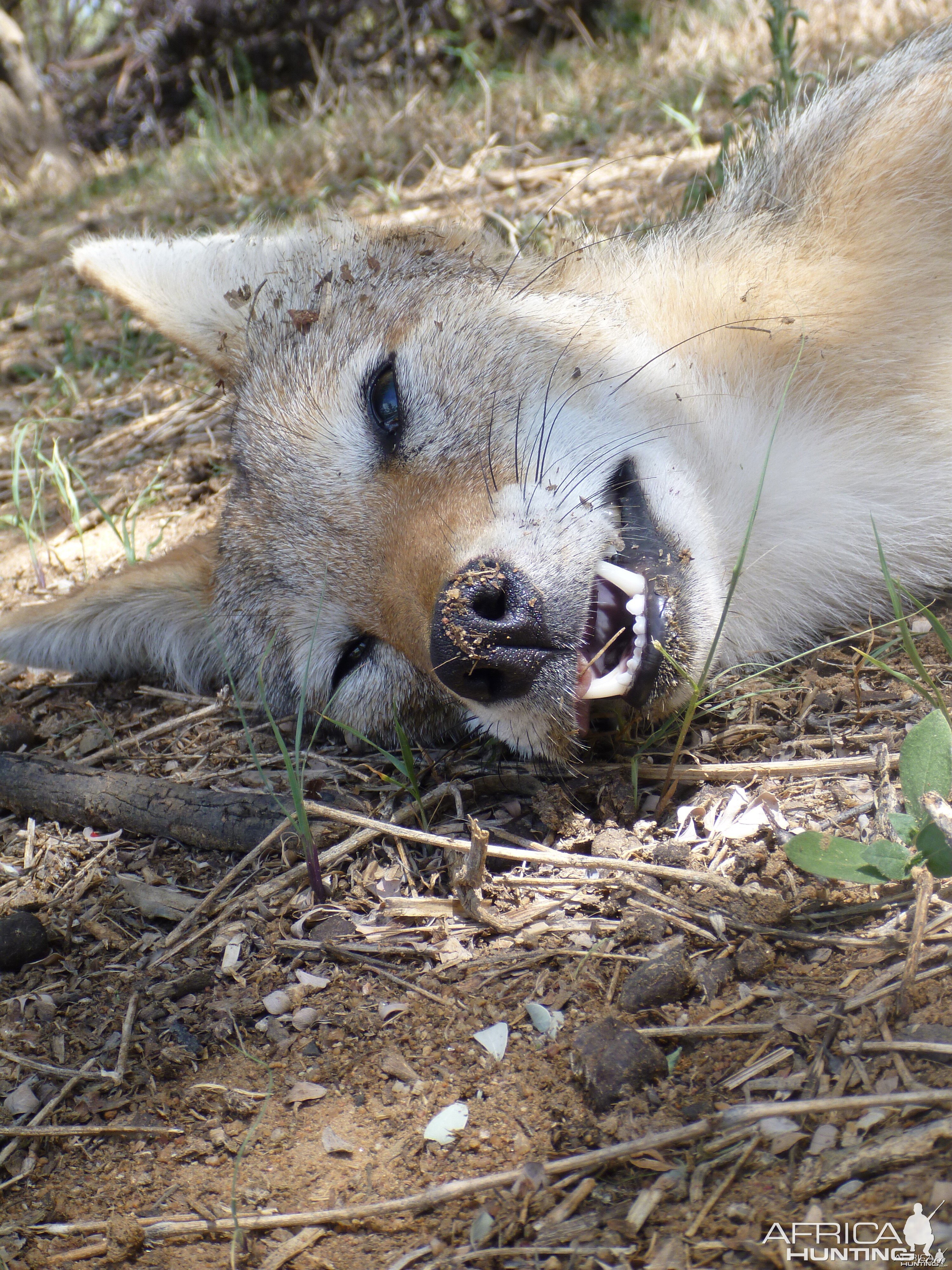 Black-backed Jackal Namibia