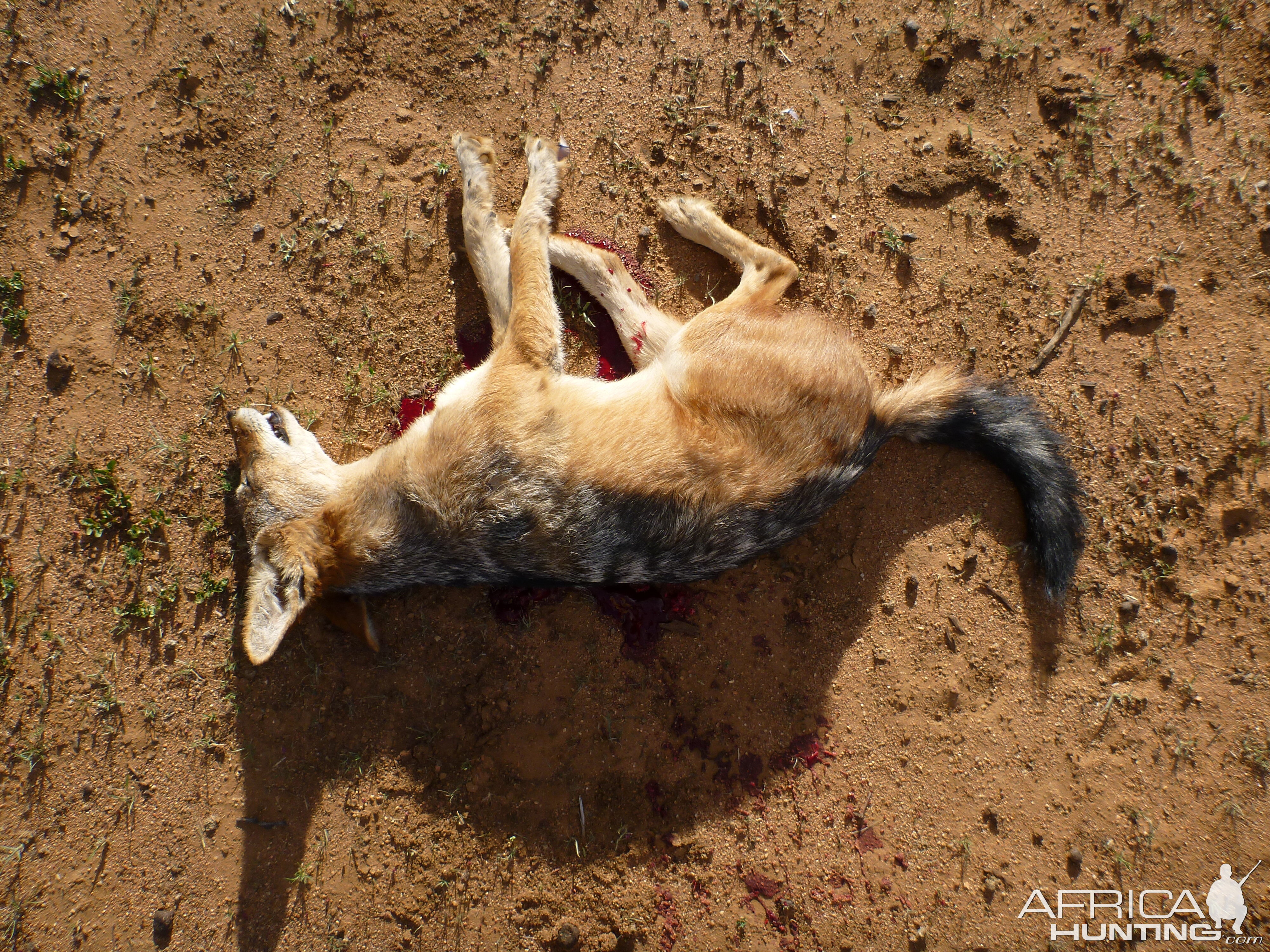 Black-backed Jackal Namibia