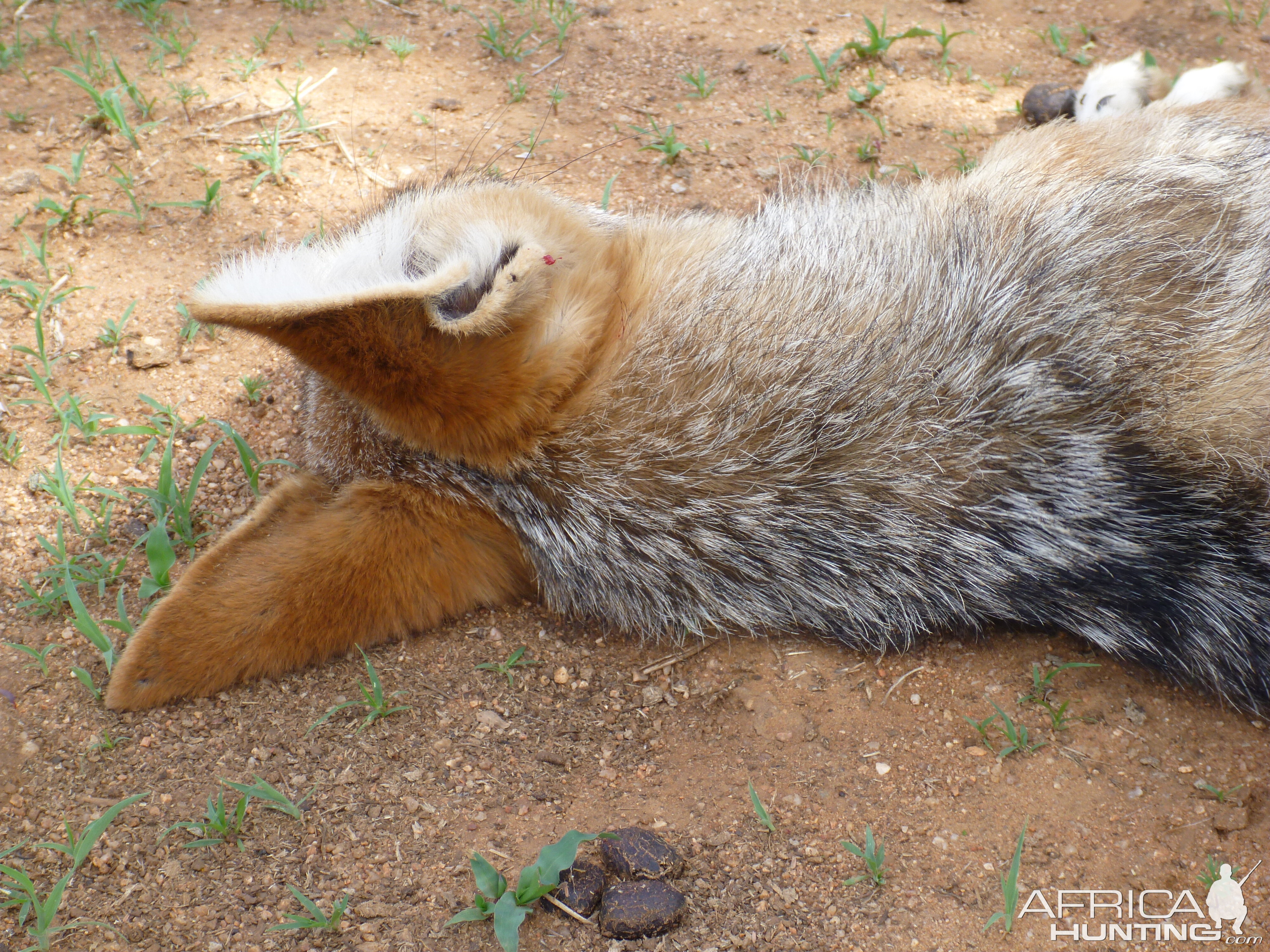 Black-backed Jackal Namibia