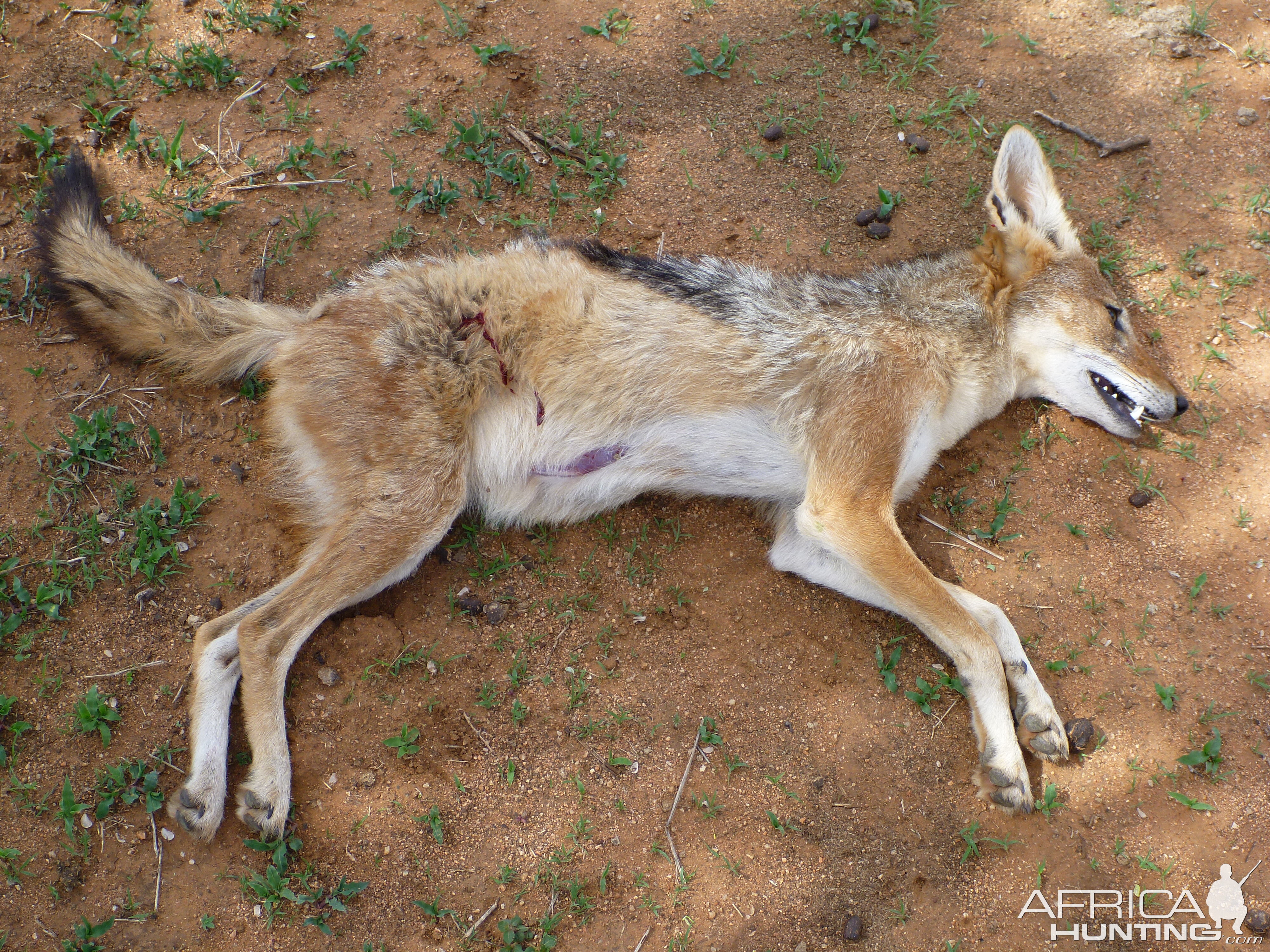 Black-backed Jackal Namibia