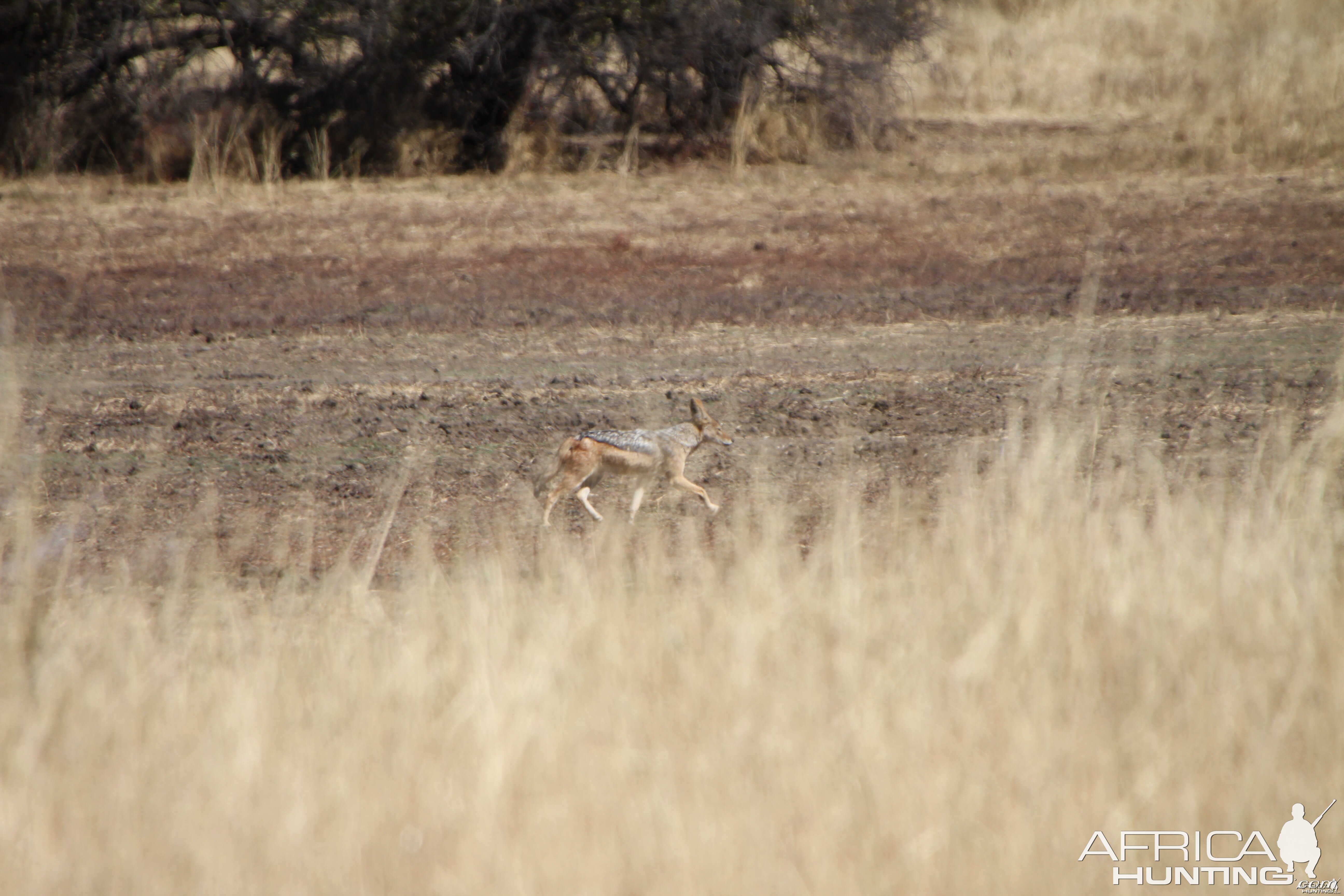 Black-Backed Jackal Namibia