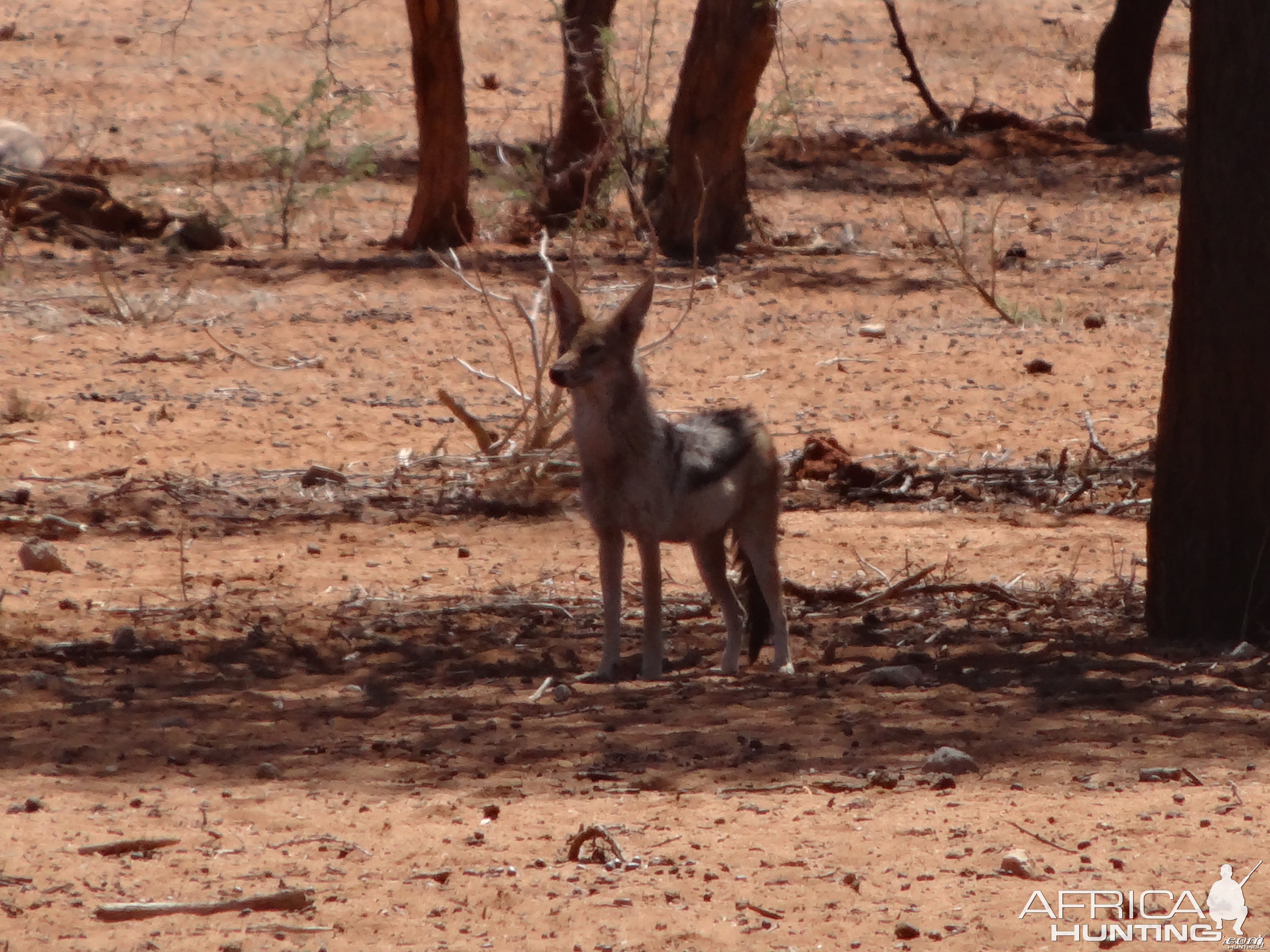 Black-Backed Jackal Namibia