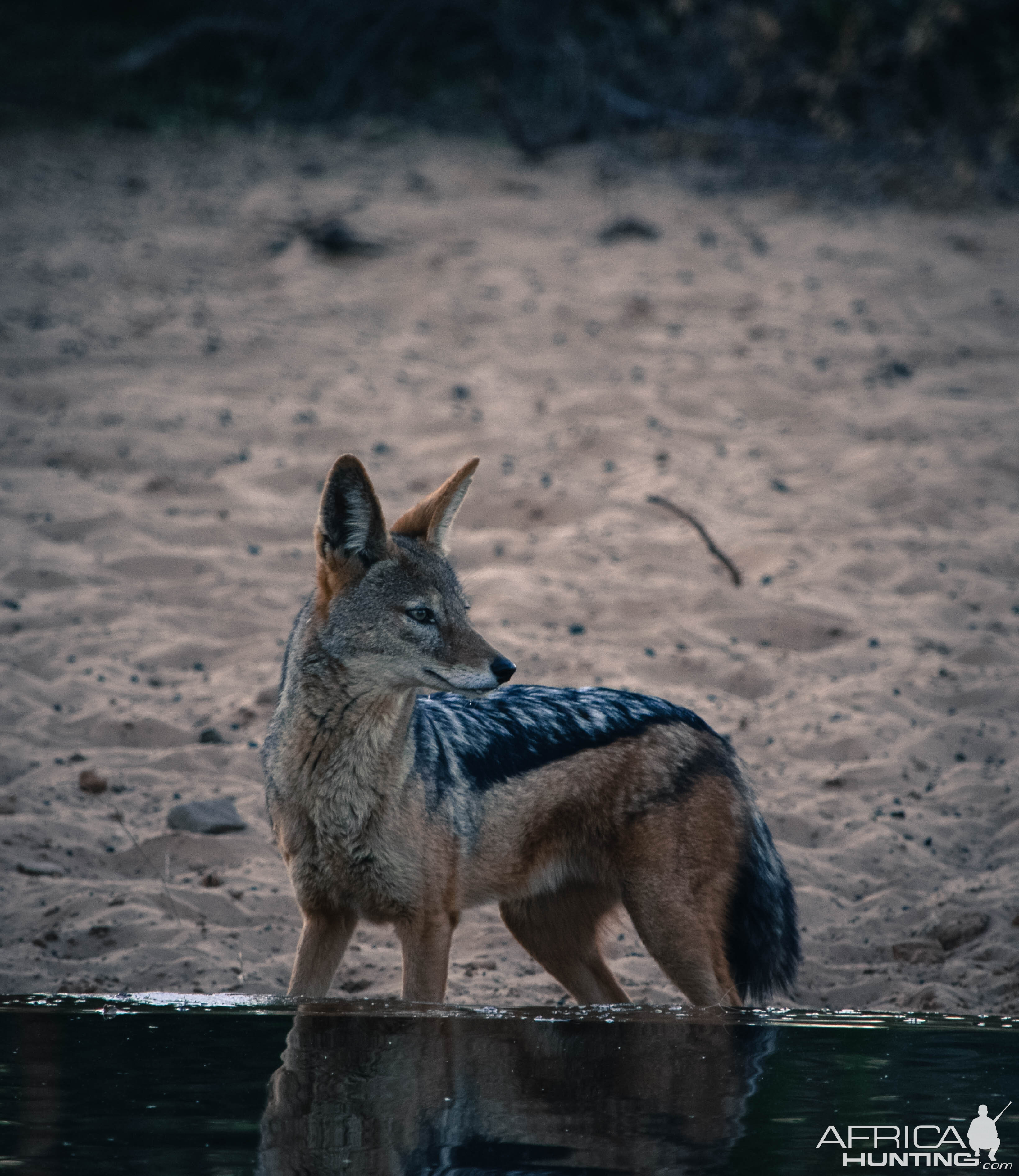 Black-backed Jackal