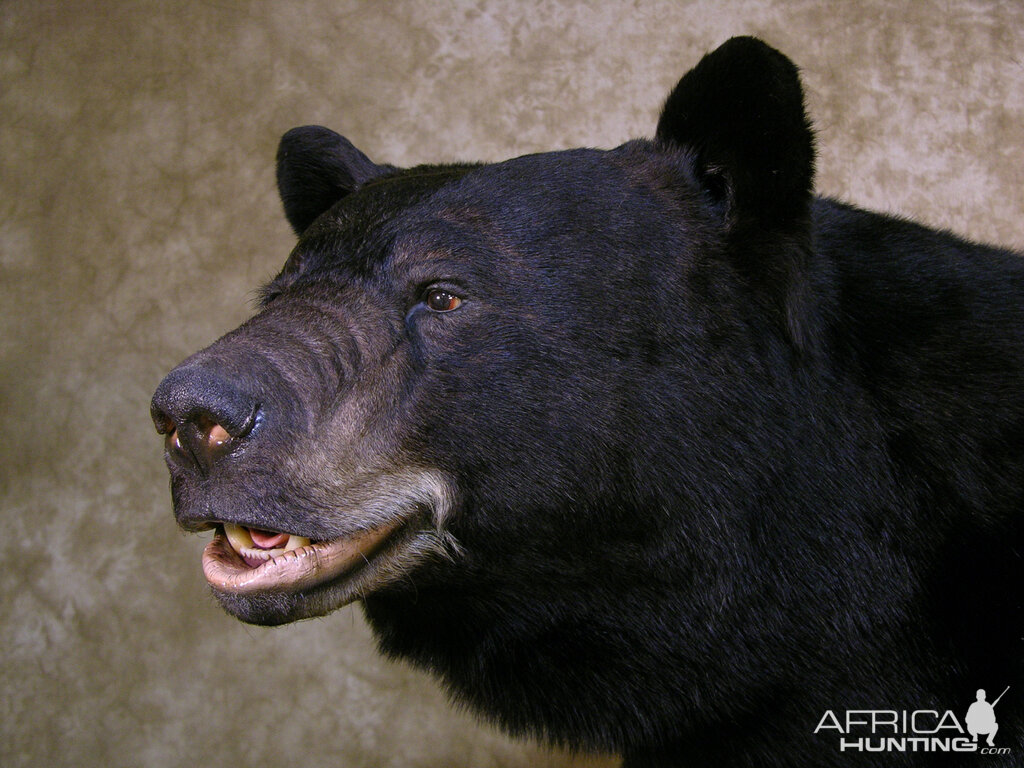 Black Bear 601lb Full Mount Taxidermy  North Carolina