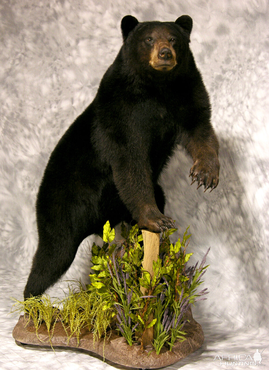 Black Bear Full Mount Taxidermy #1
