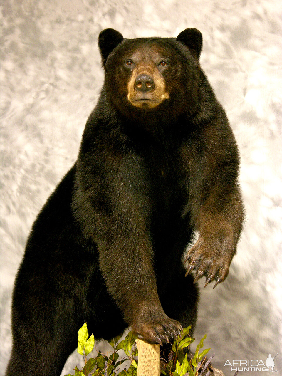 Black Bear Full Mount Taxidermy #1