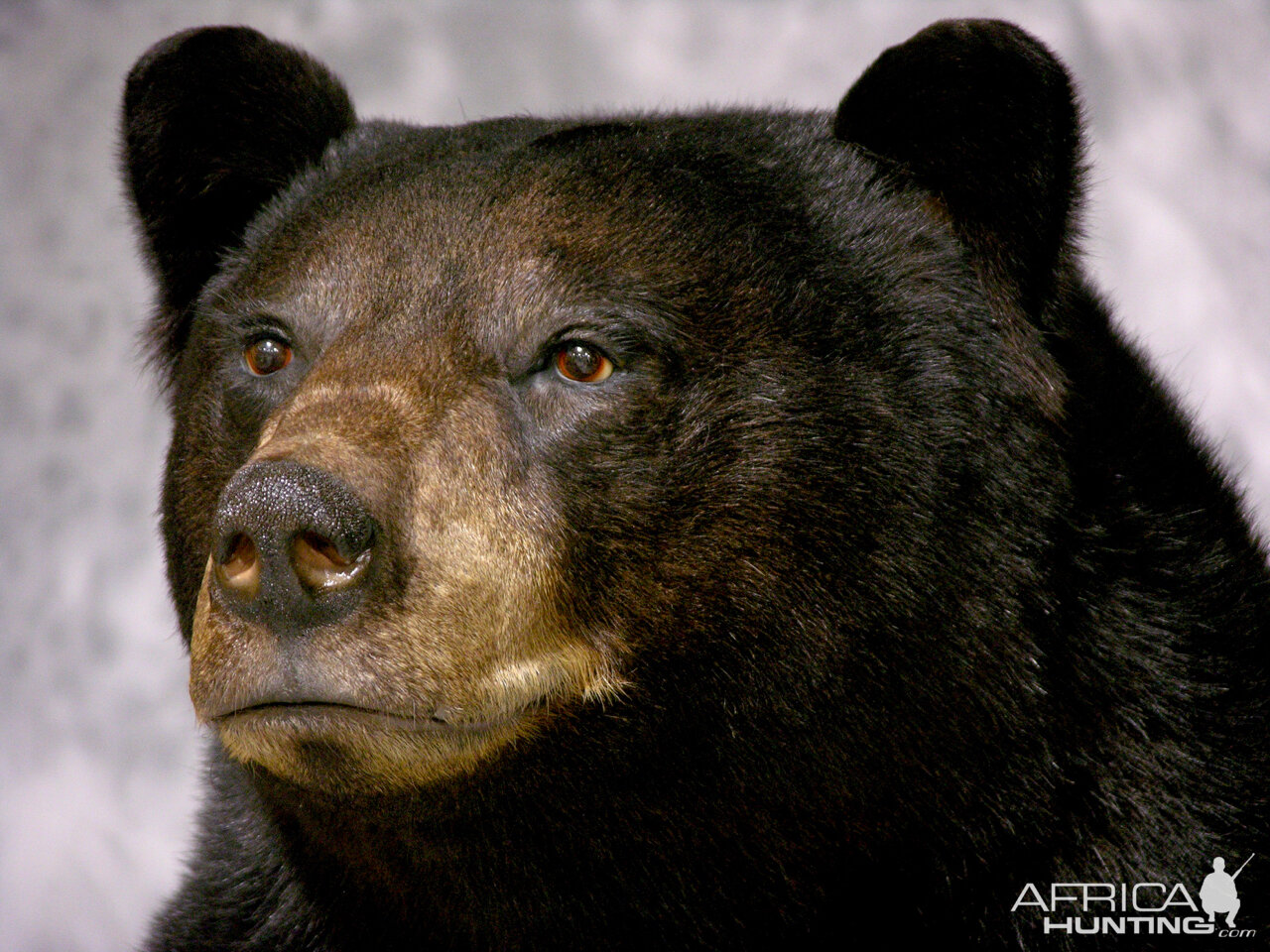 Black Bear Full Mount Taxidermy #1