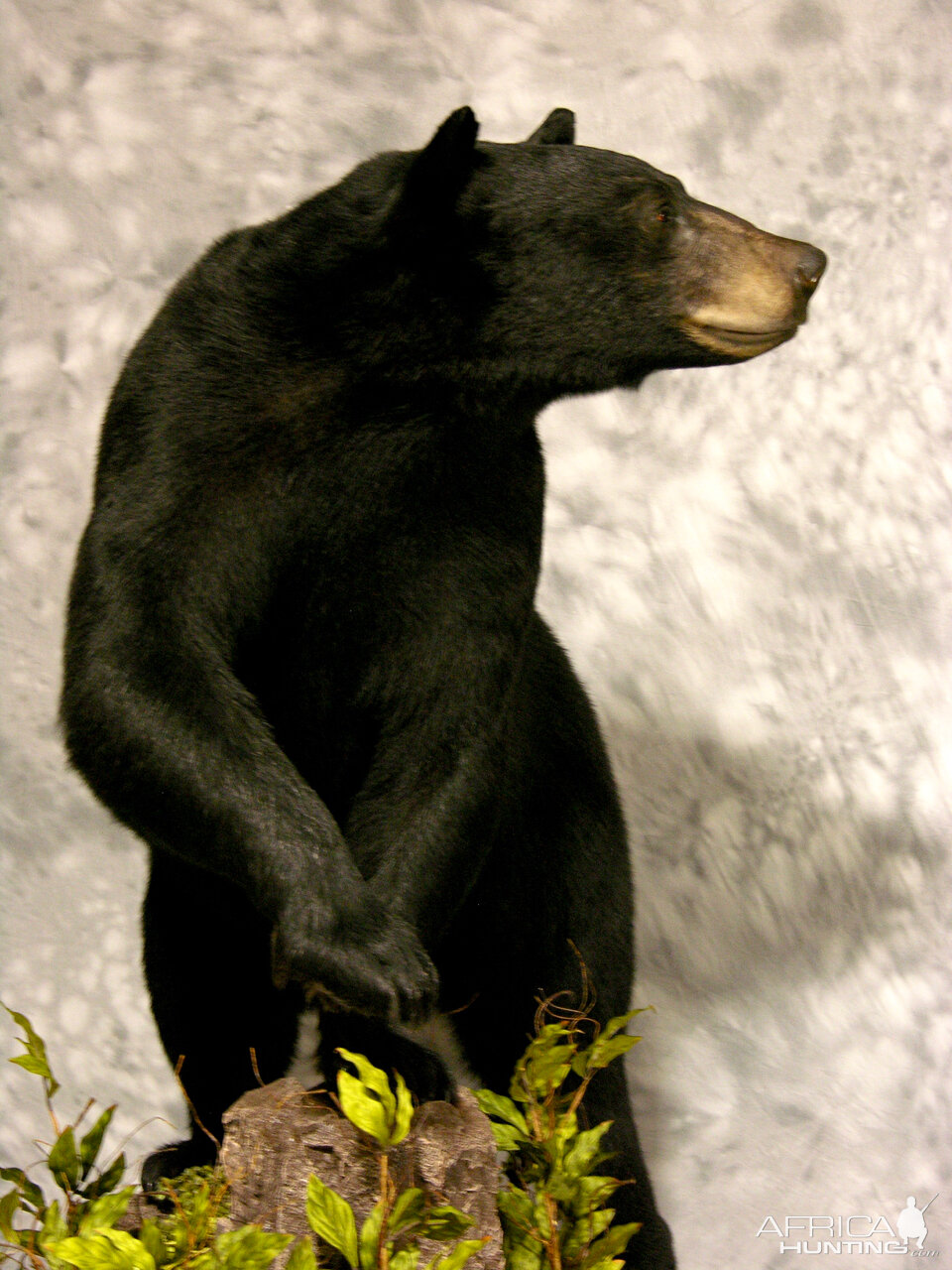 full bear taxidermy