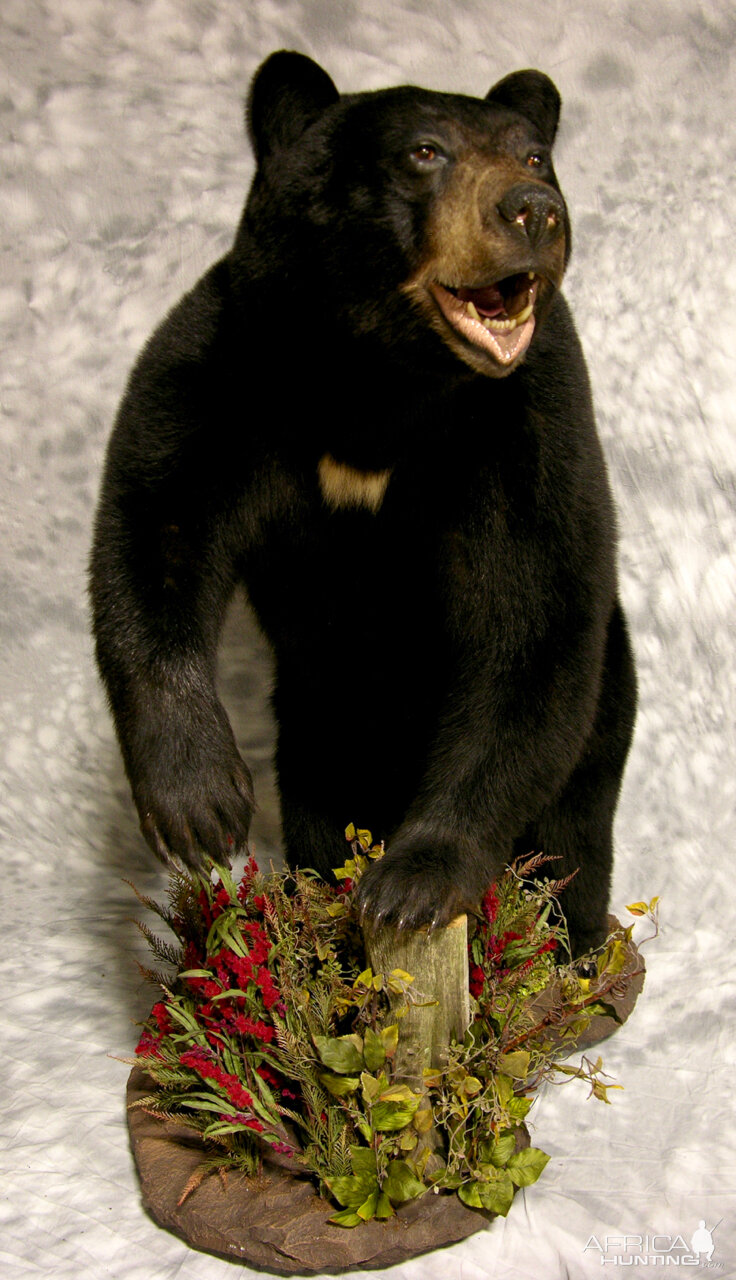 Black Bear Full Mount Taxidermy #3