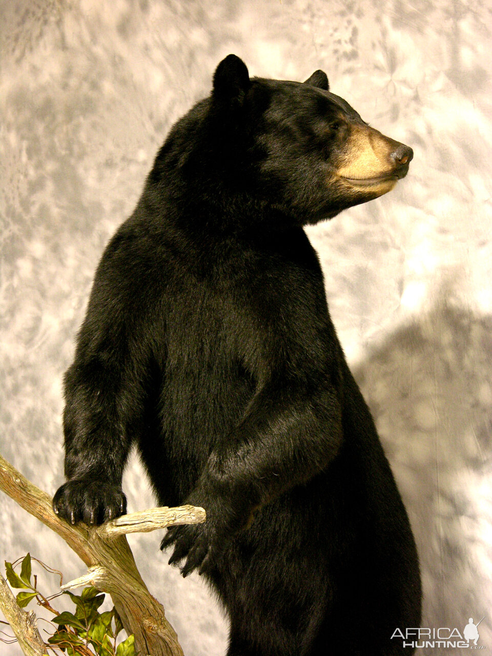 Black Bear Full Mount Taxidermy #4