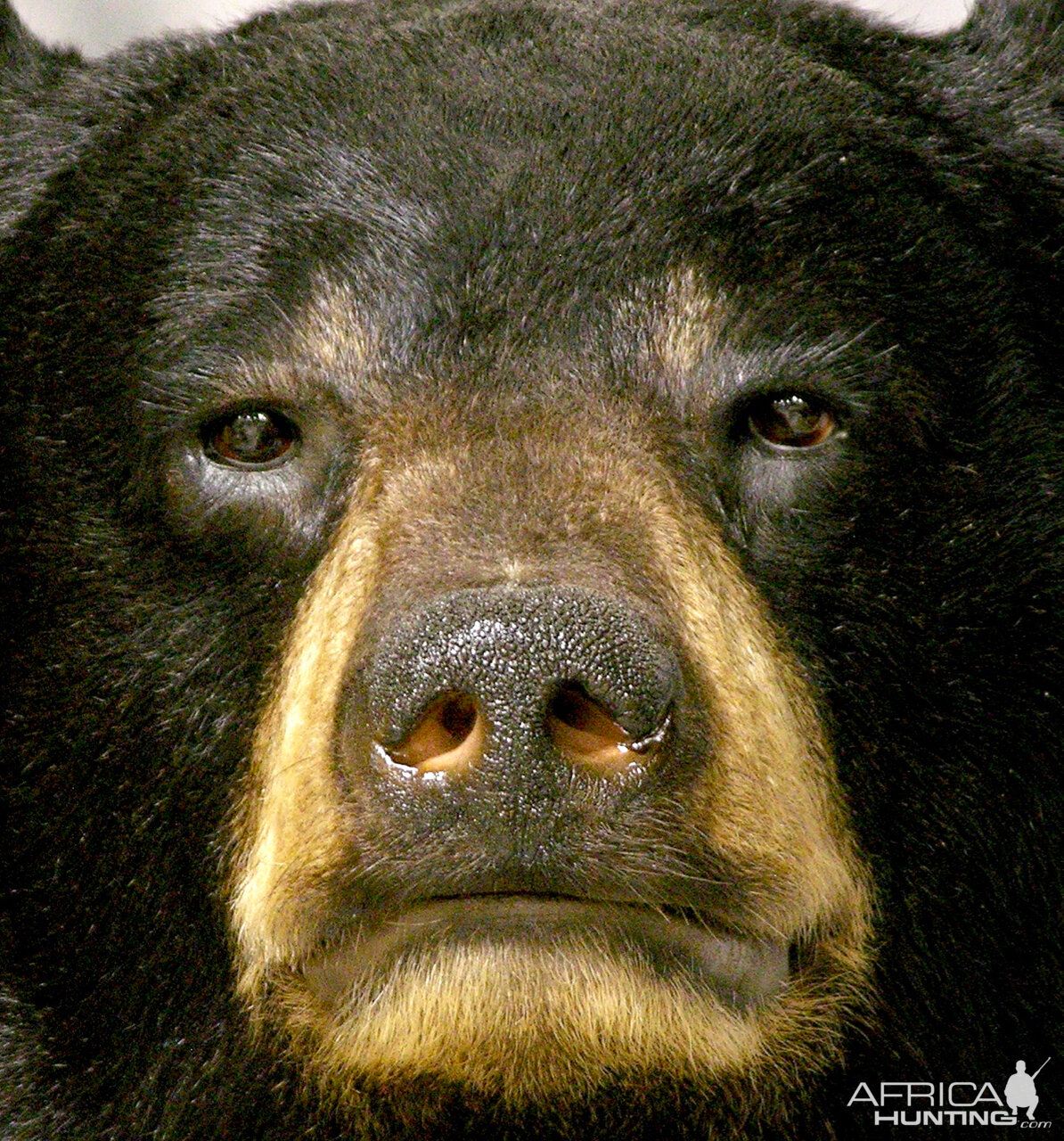 Black Bear Full Mount Taxidermy #4