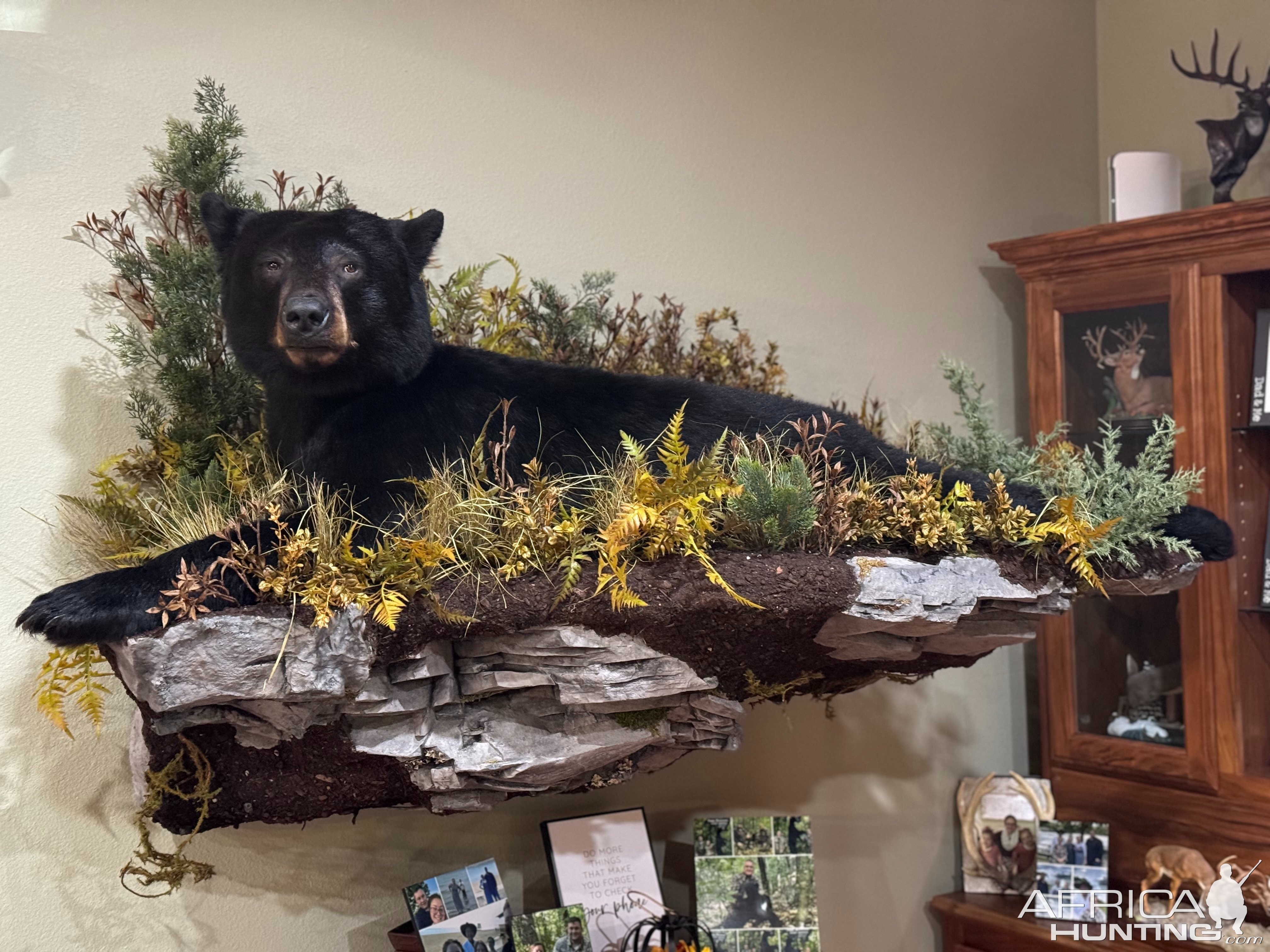 Black Bear Full Mount Taxidermy