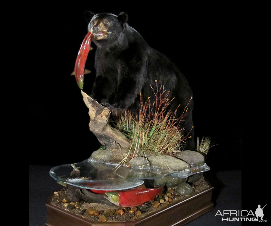 Black Bear Full Mount Taxidermy