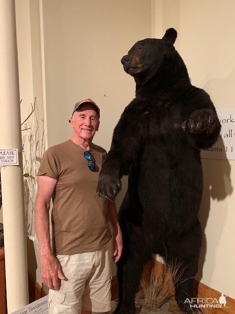 Black Bear Full Mount Taxidermy