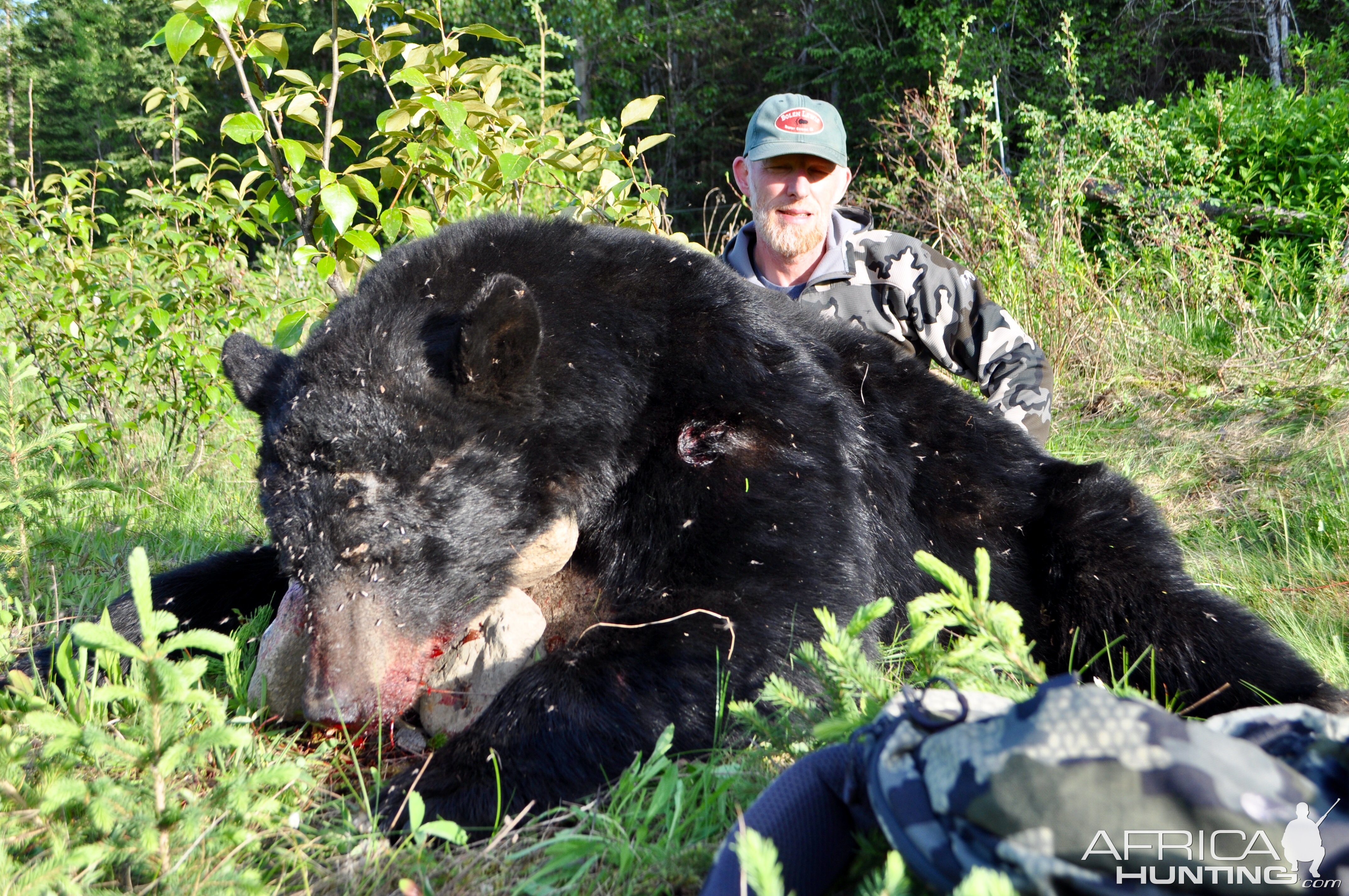 Black Bear Hunt Canada