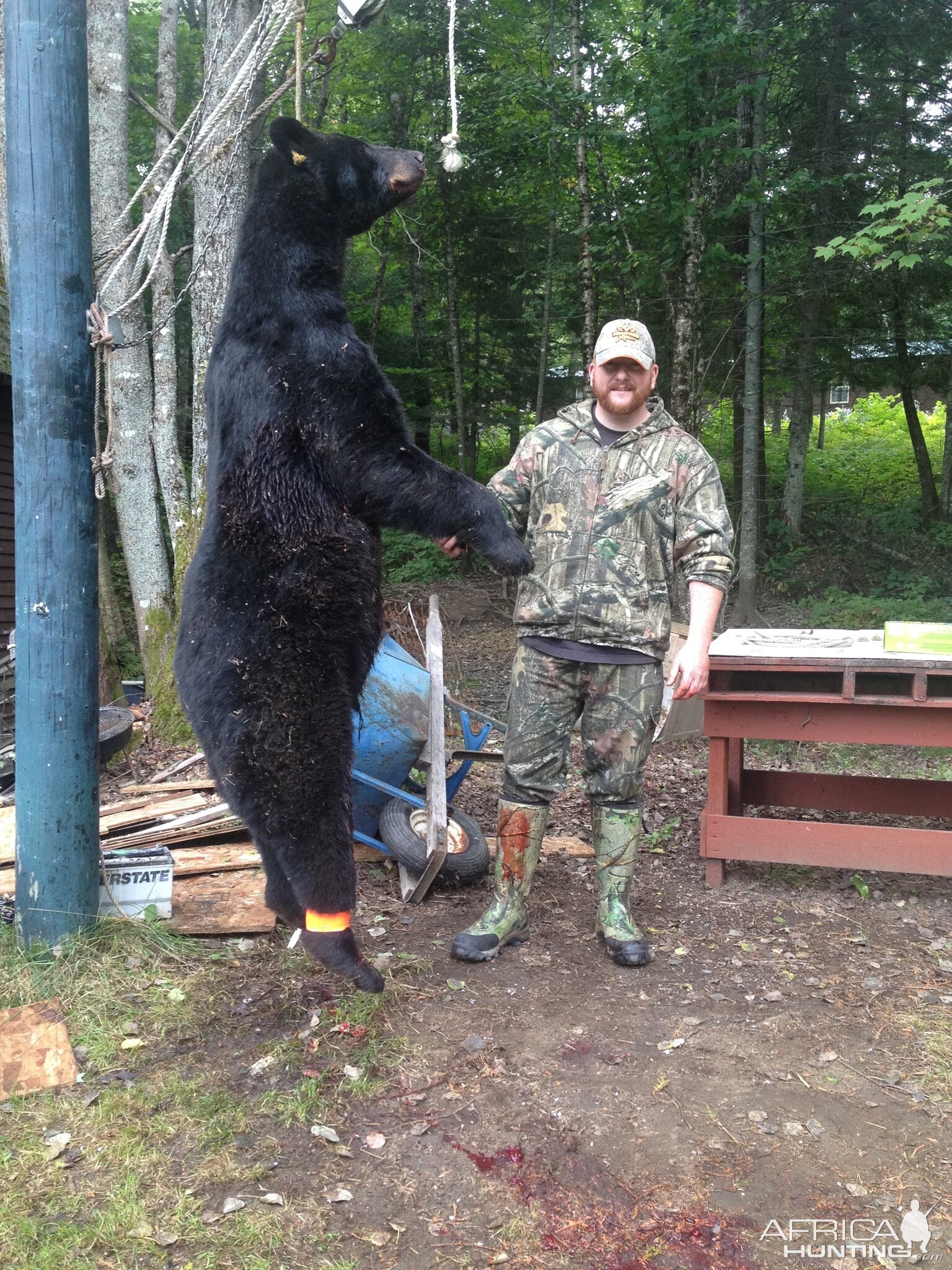 Black Bear Hunt