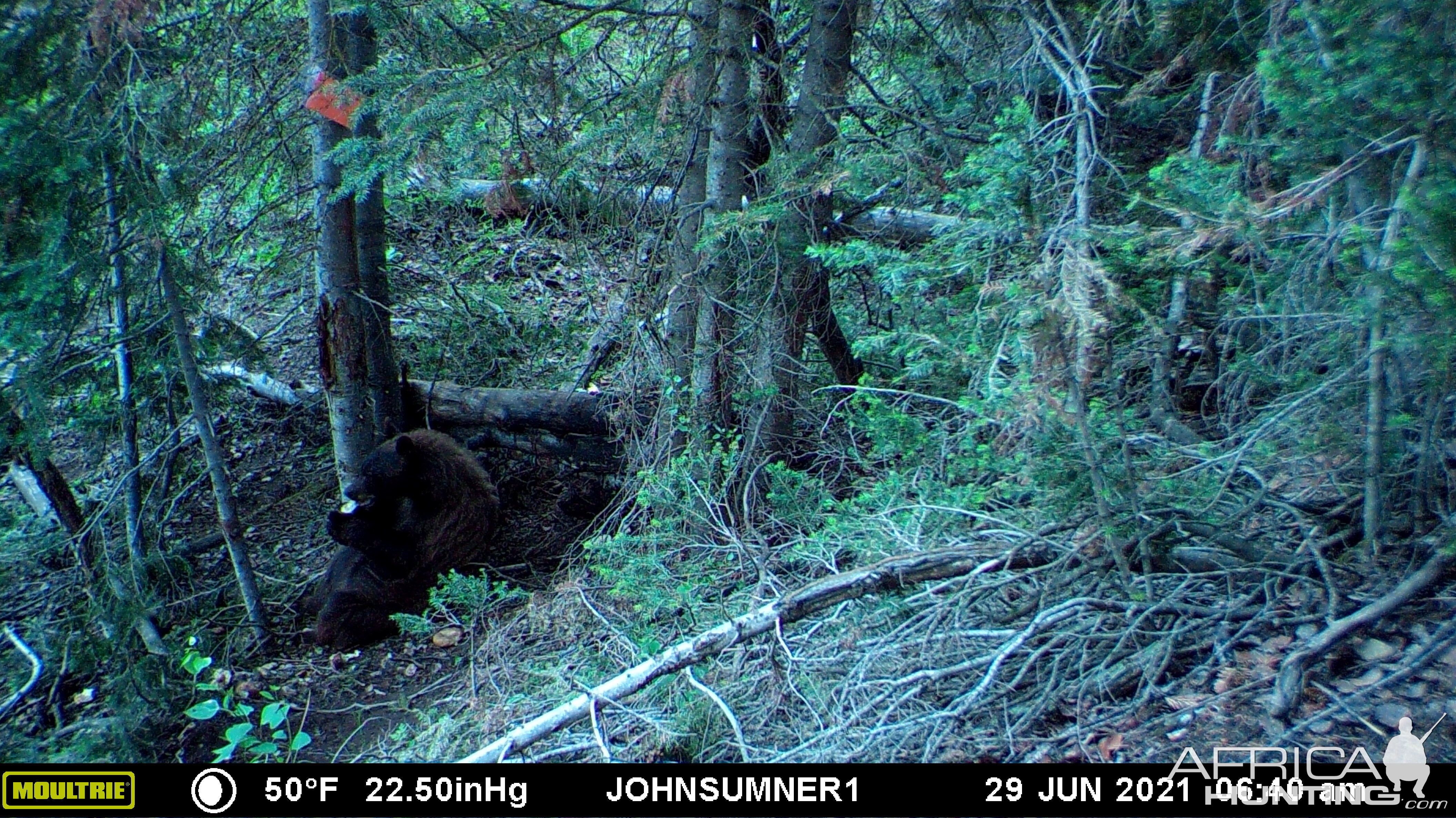 Black Bear Trail Cam