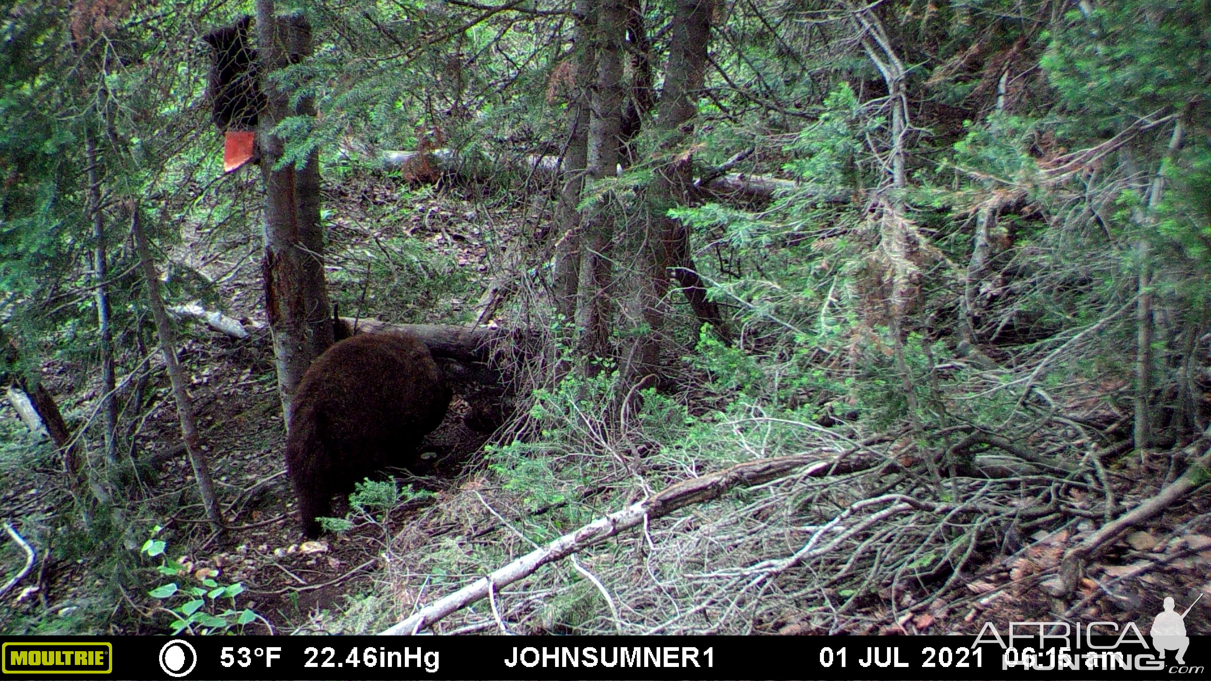 Black Bear Trail Cam