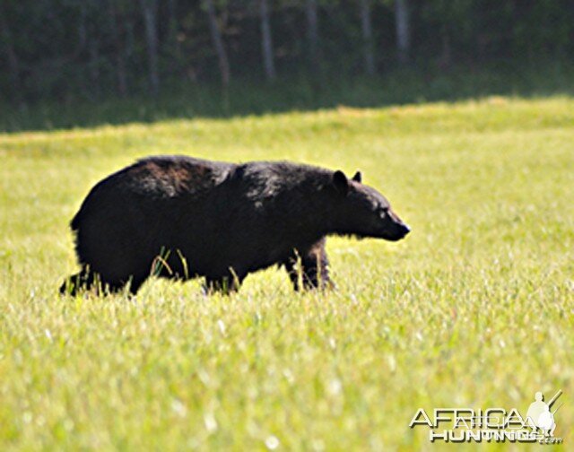 Black Bear, US