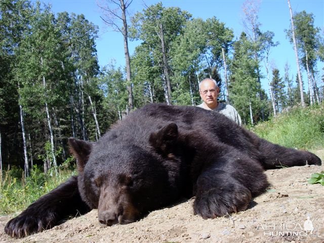 Black Bear