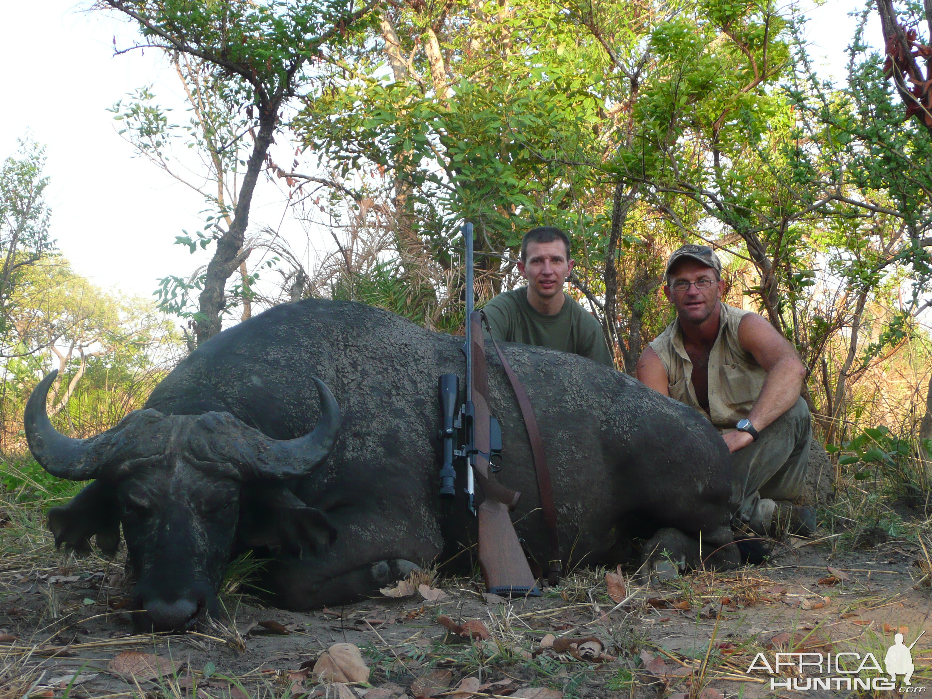 Black buffalo bull from CAR