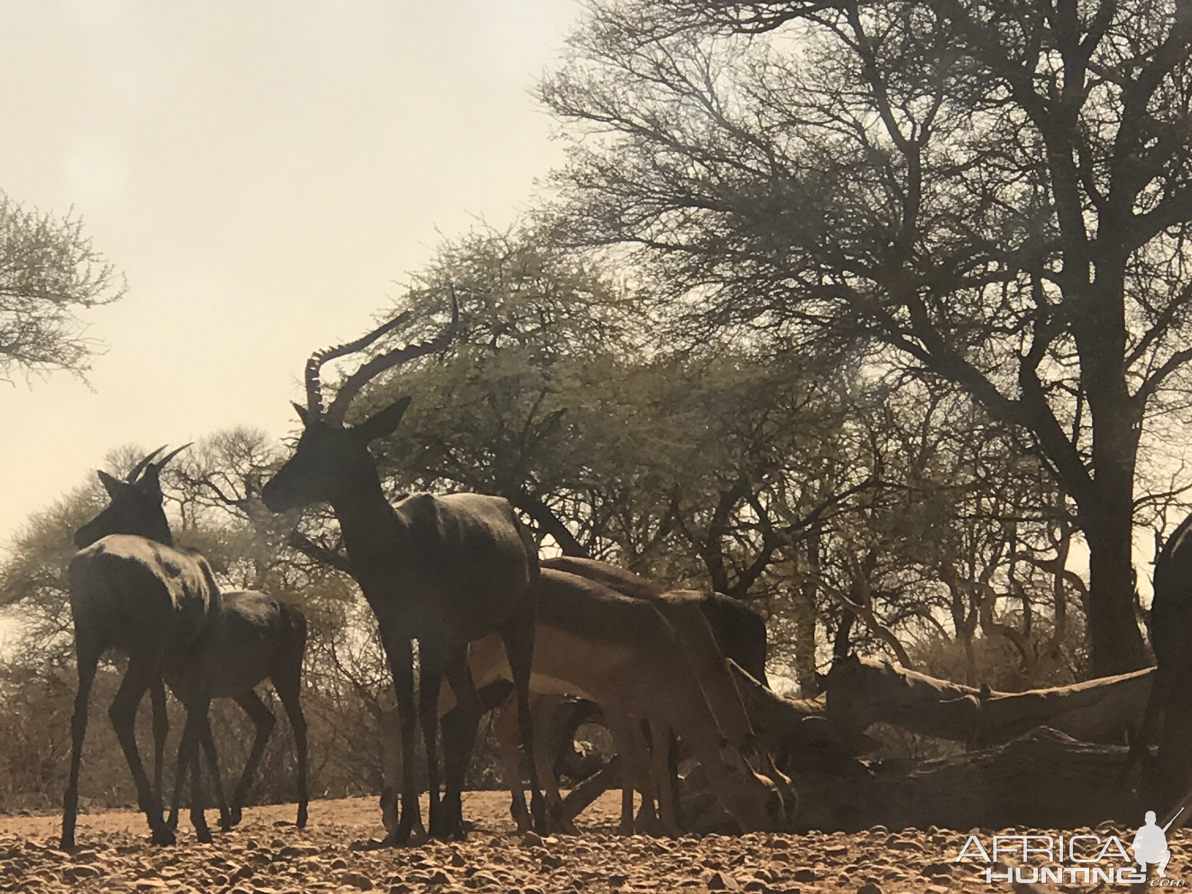 Black & Common Impala