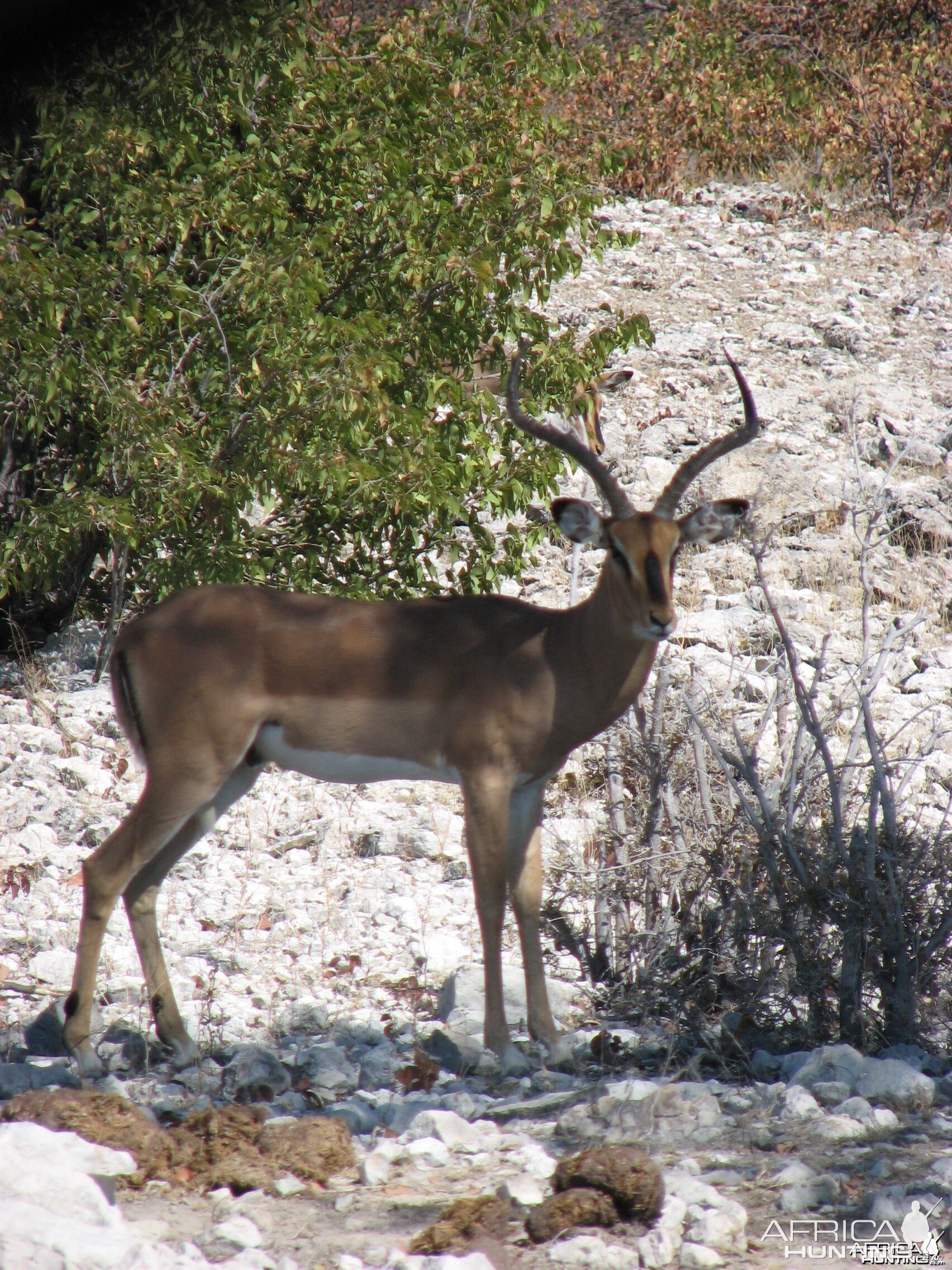 Black-Faced Impala at Etosha National Park, Namibia