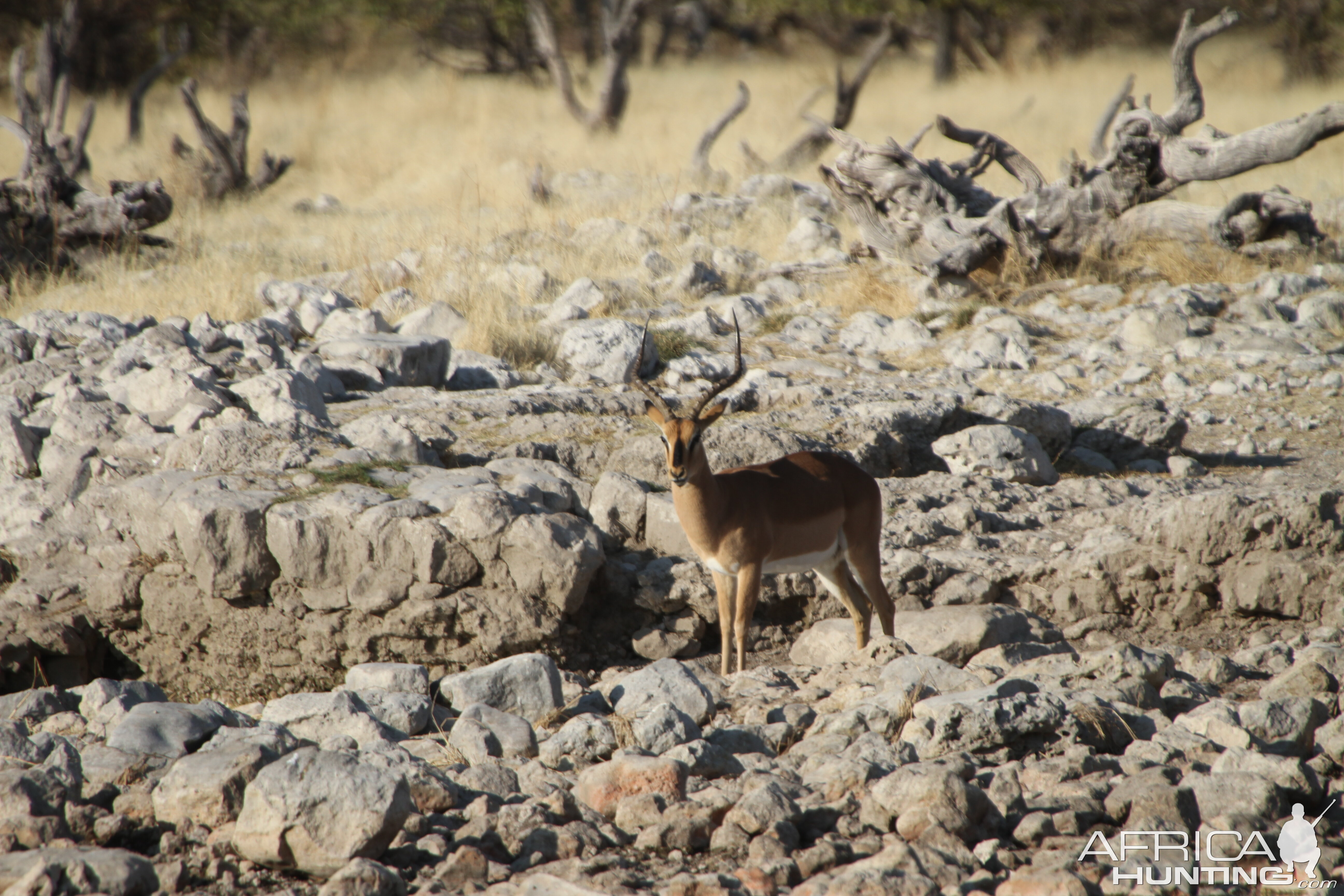 Black-Faced Impala at Etosha National Park