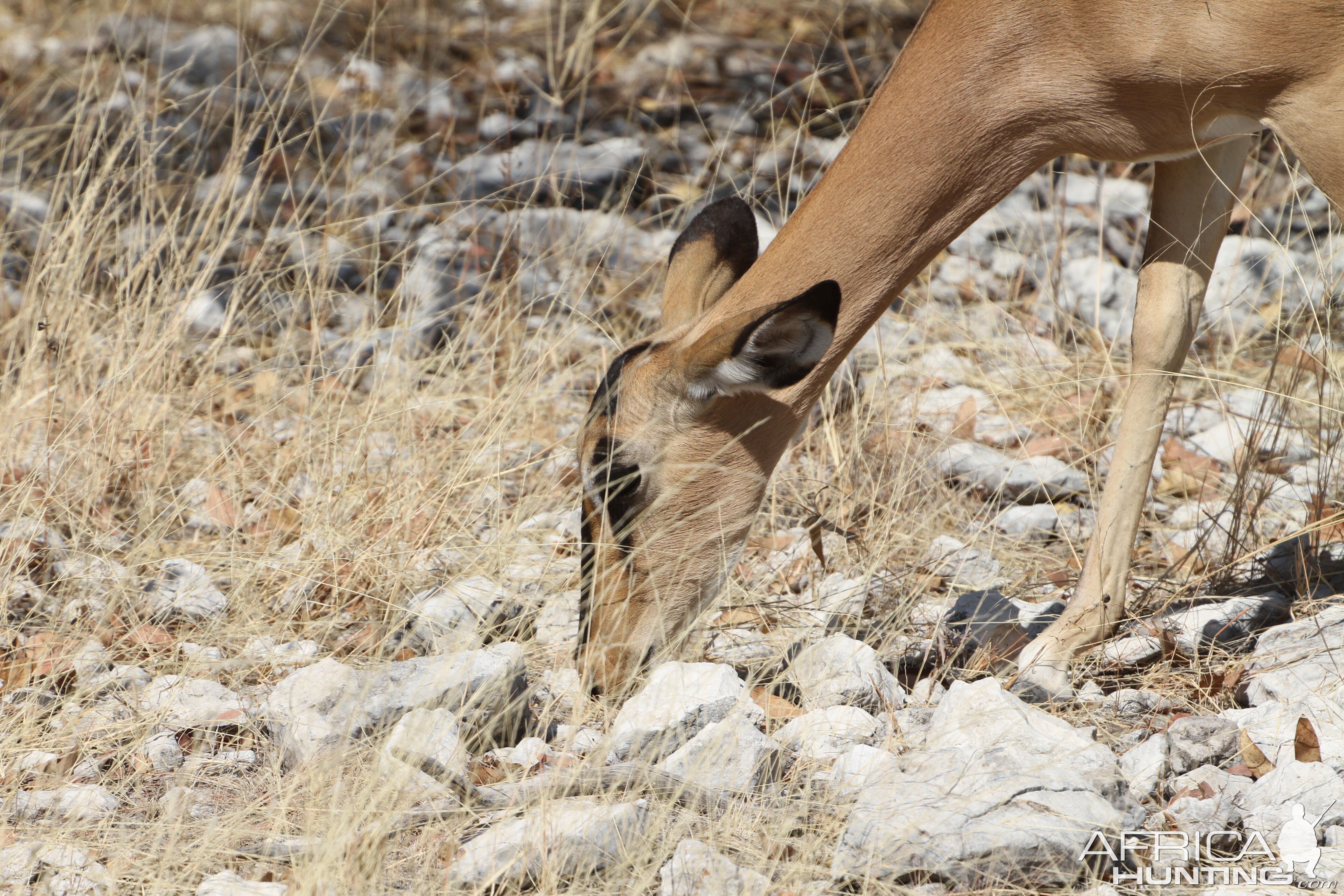 Black-Faced Impala at Etosha National Park