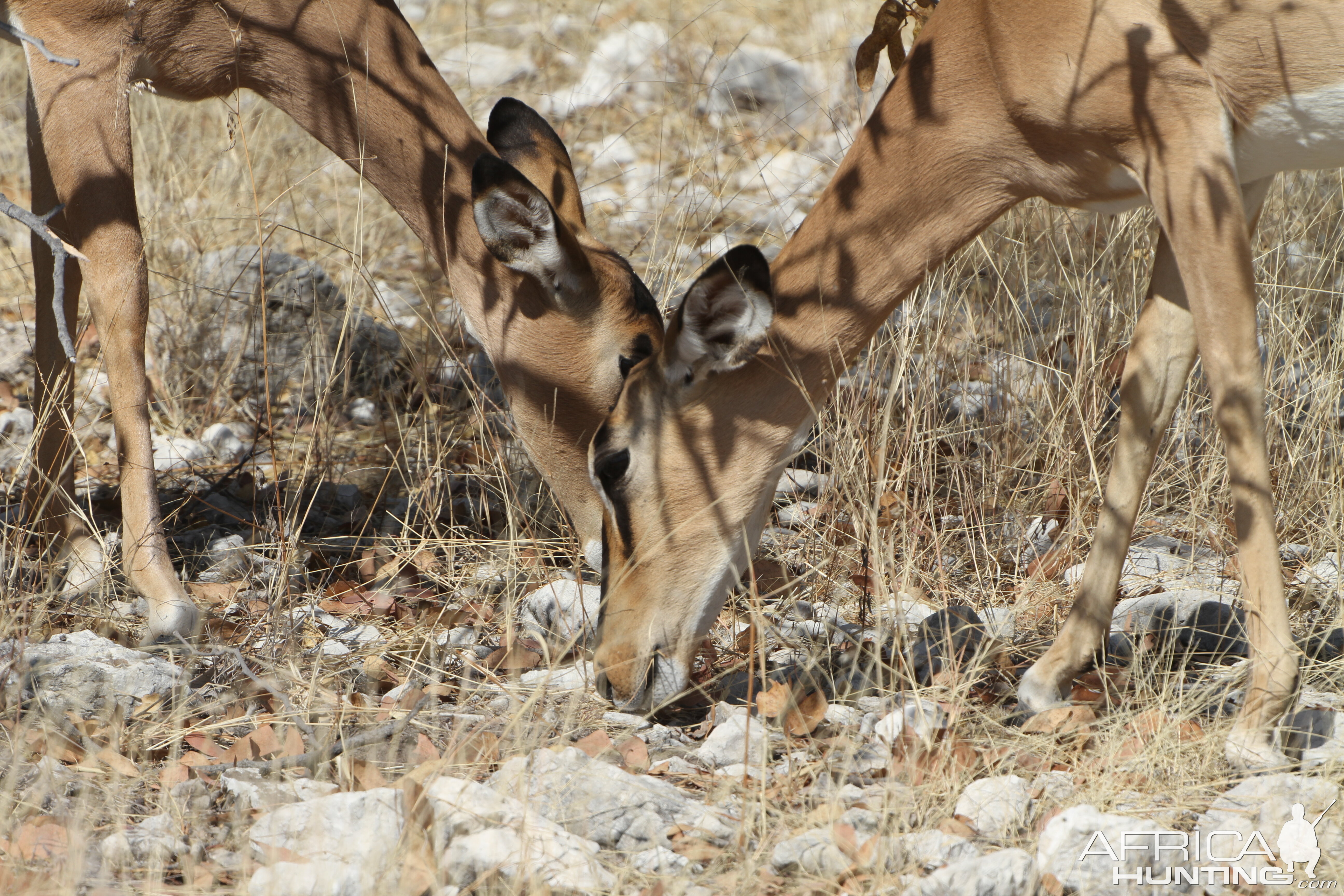 Black-Faced Impala at Etosha National Park