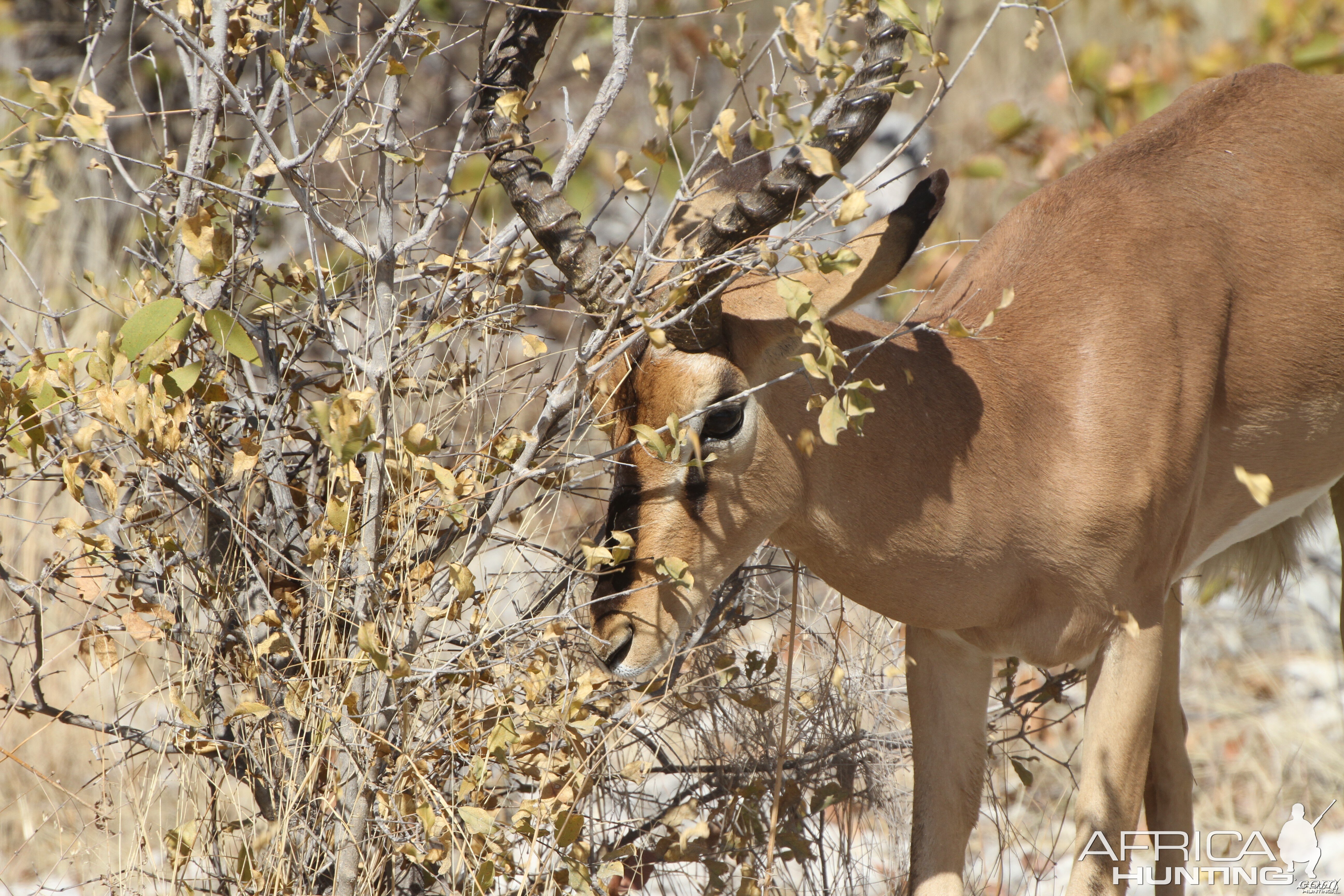 Black-Faced Impala at Etosha National Park