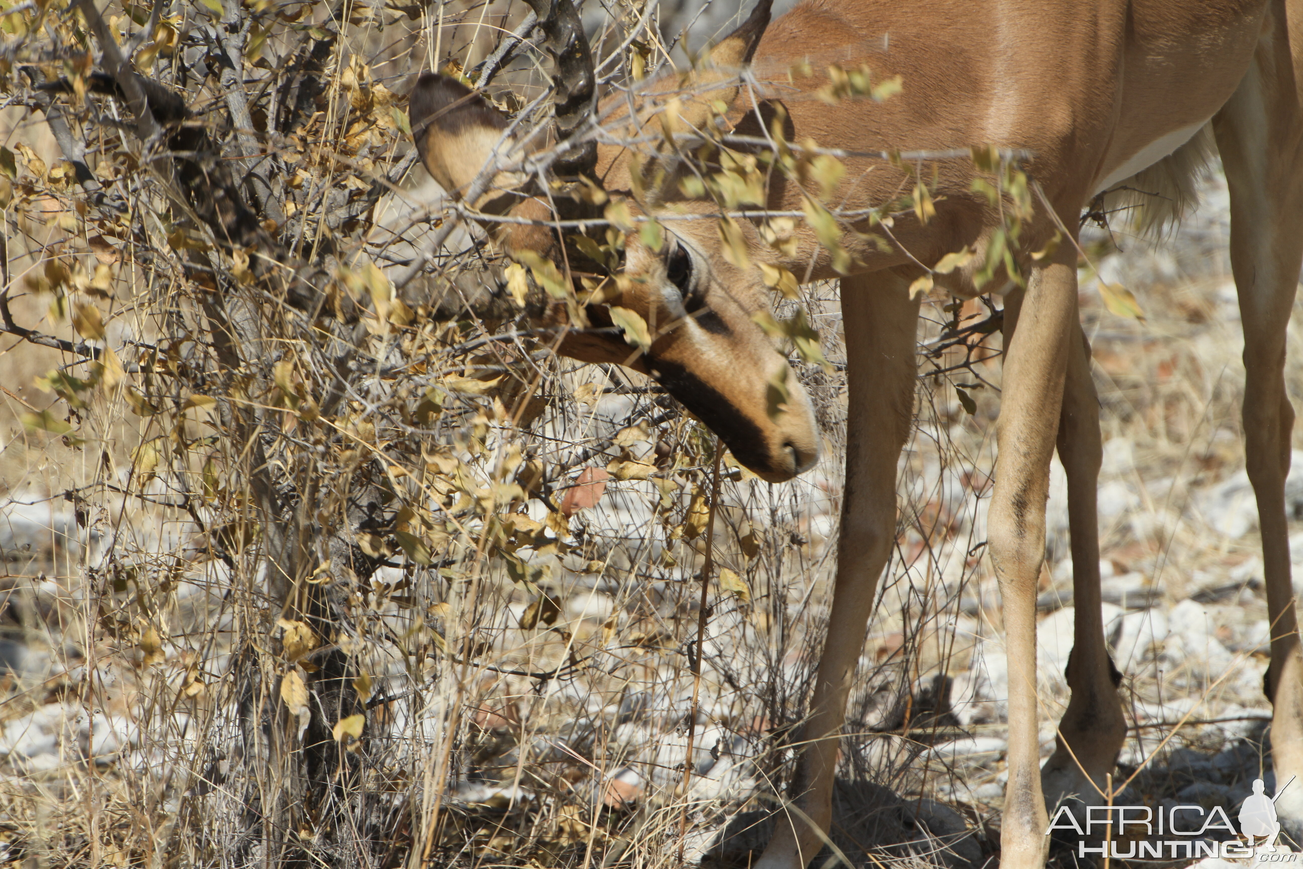 Black-Faced Impala at Etosha National Park