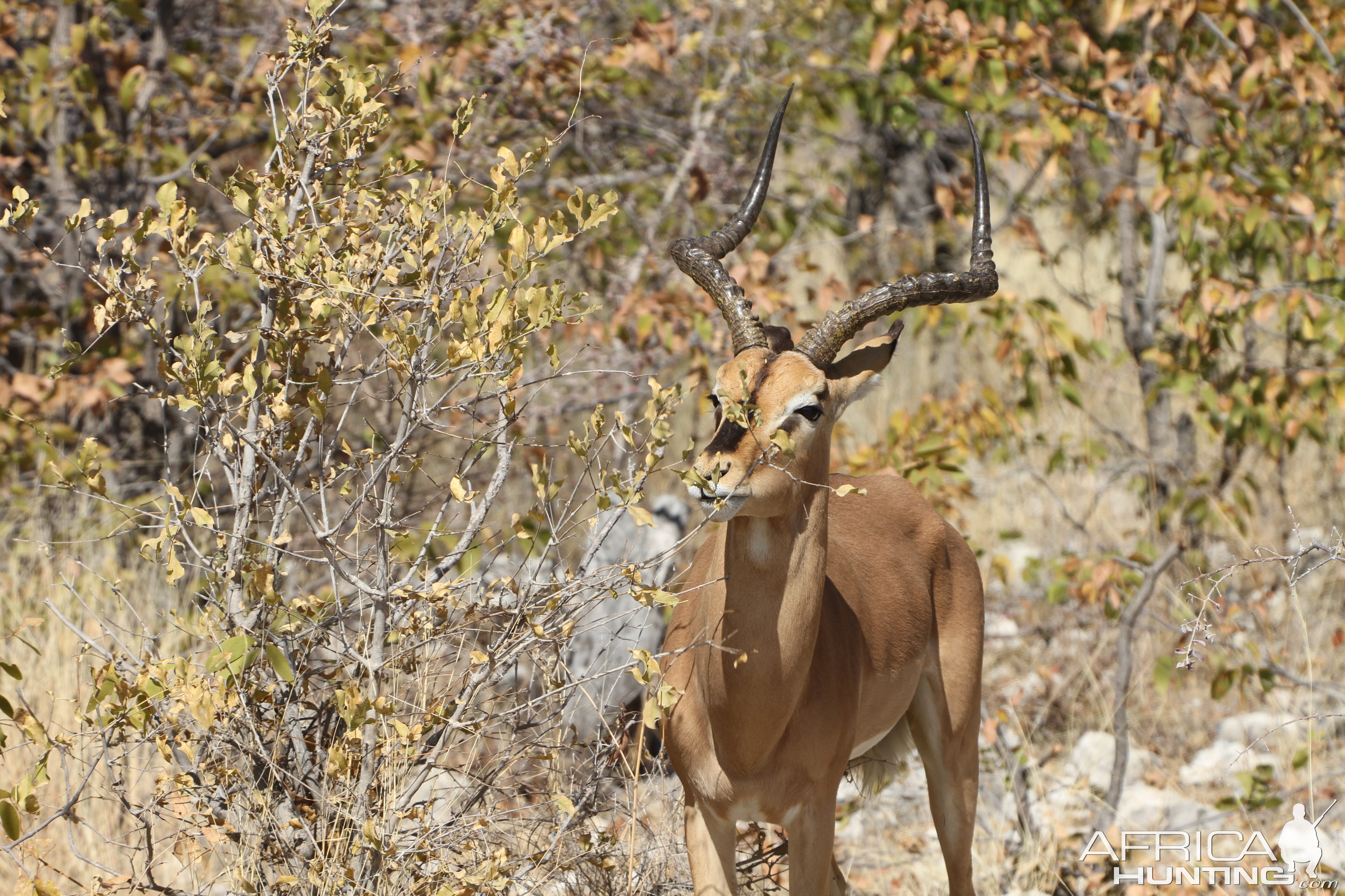 Black-Faced Impala at Etosha National Park