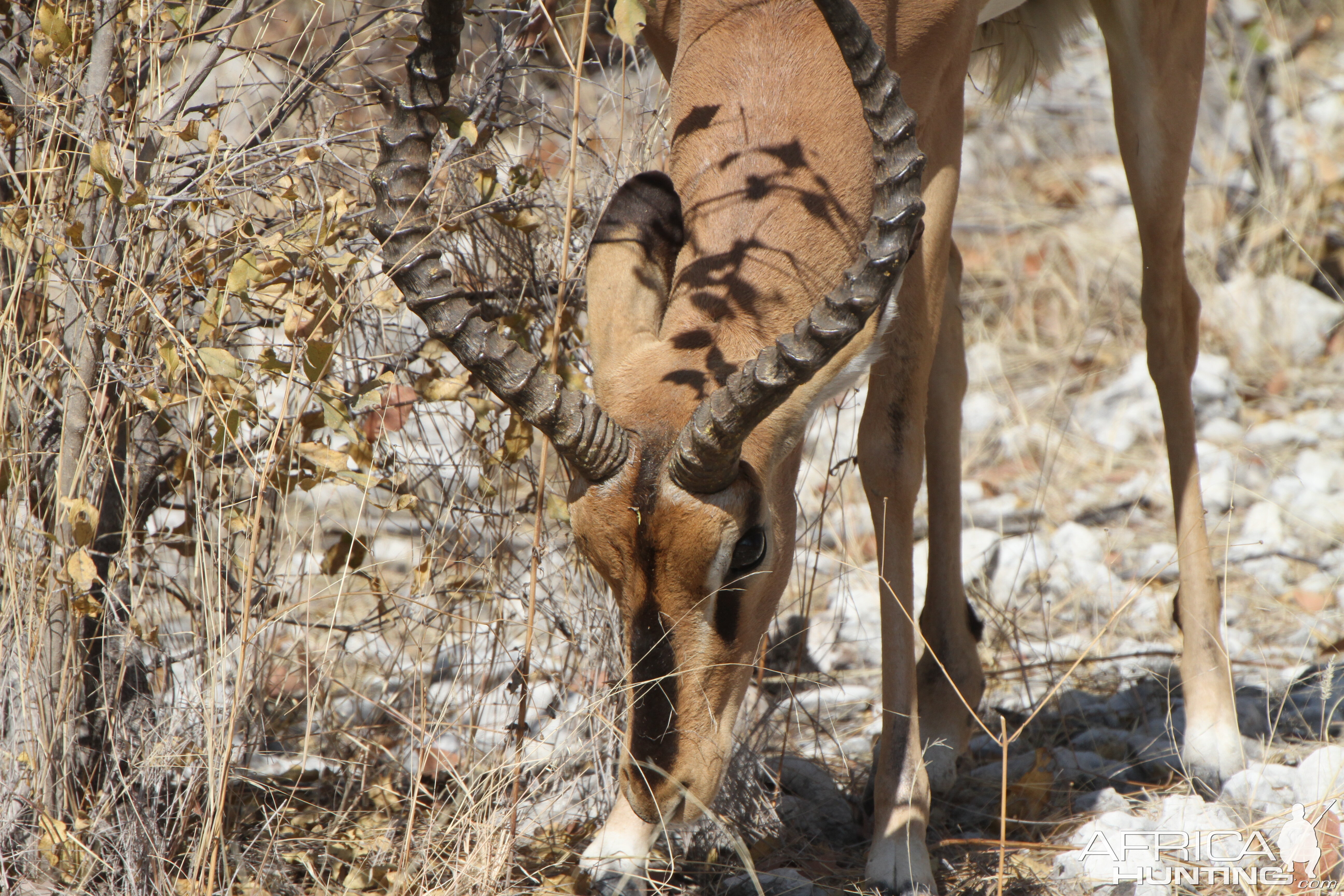 Black-Faced Impala at Etosha National Park